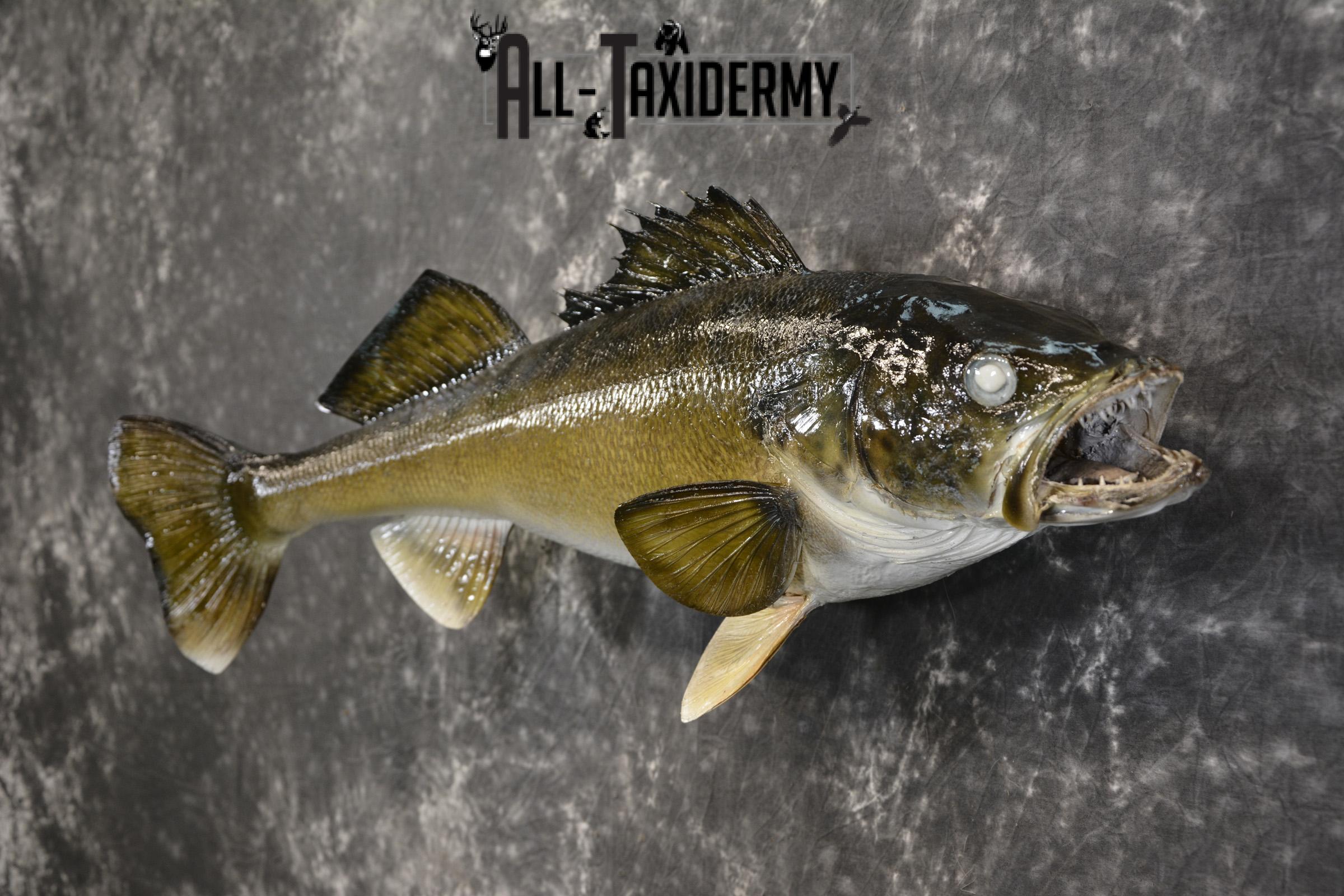 29" Walleye taxidermy fish mount for sale SKU 2097 - Image 2