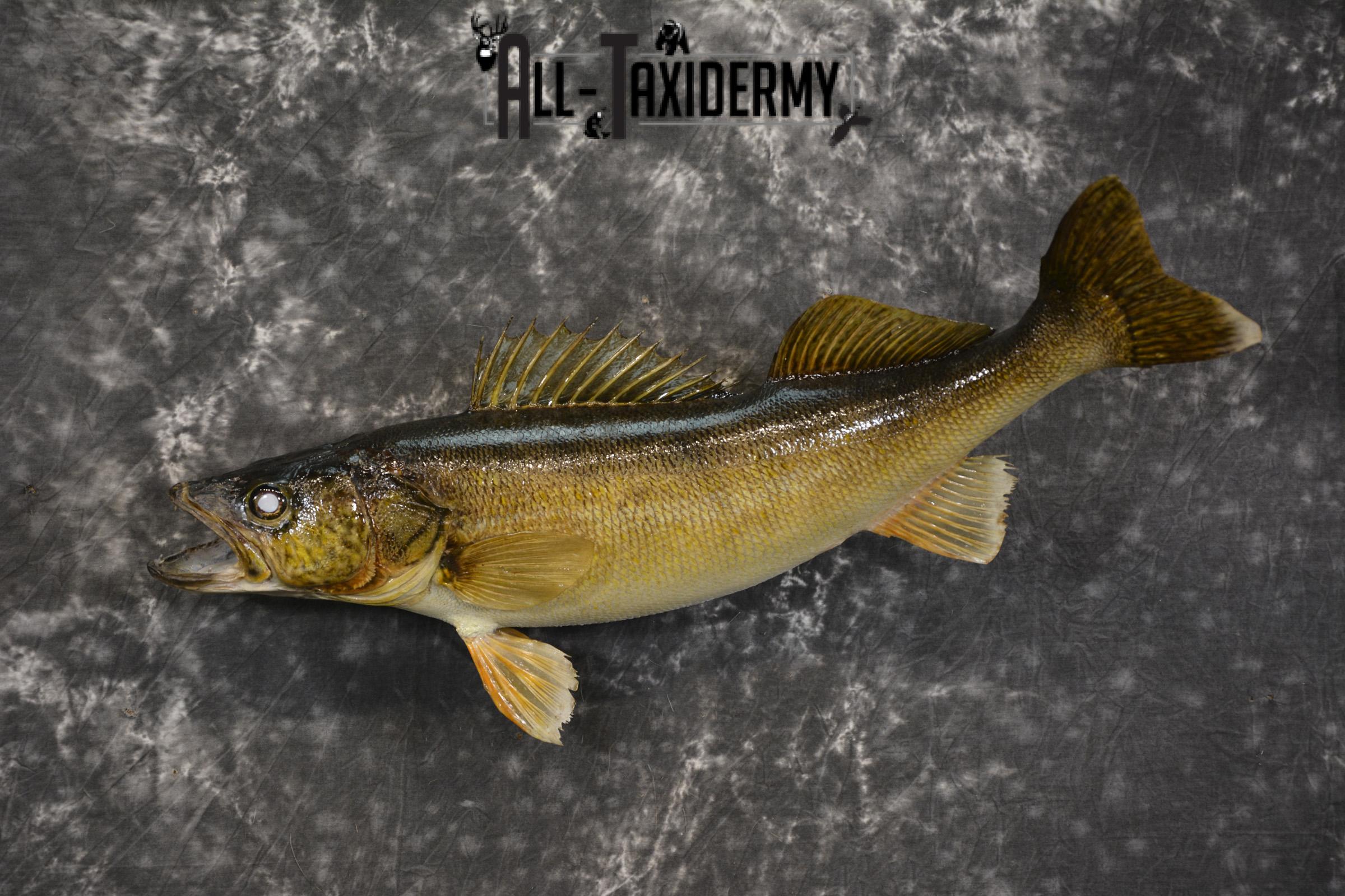 28" Walleye taxidermy fish mount for sale SKU 2098 - Image 7