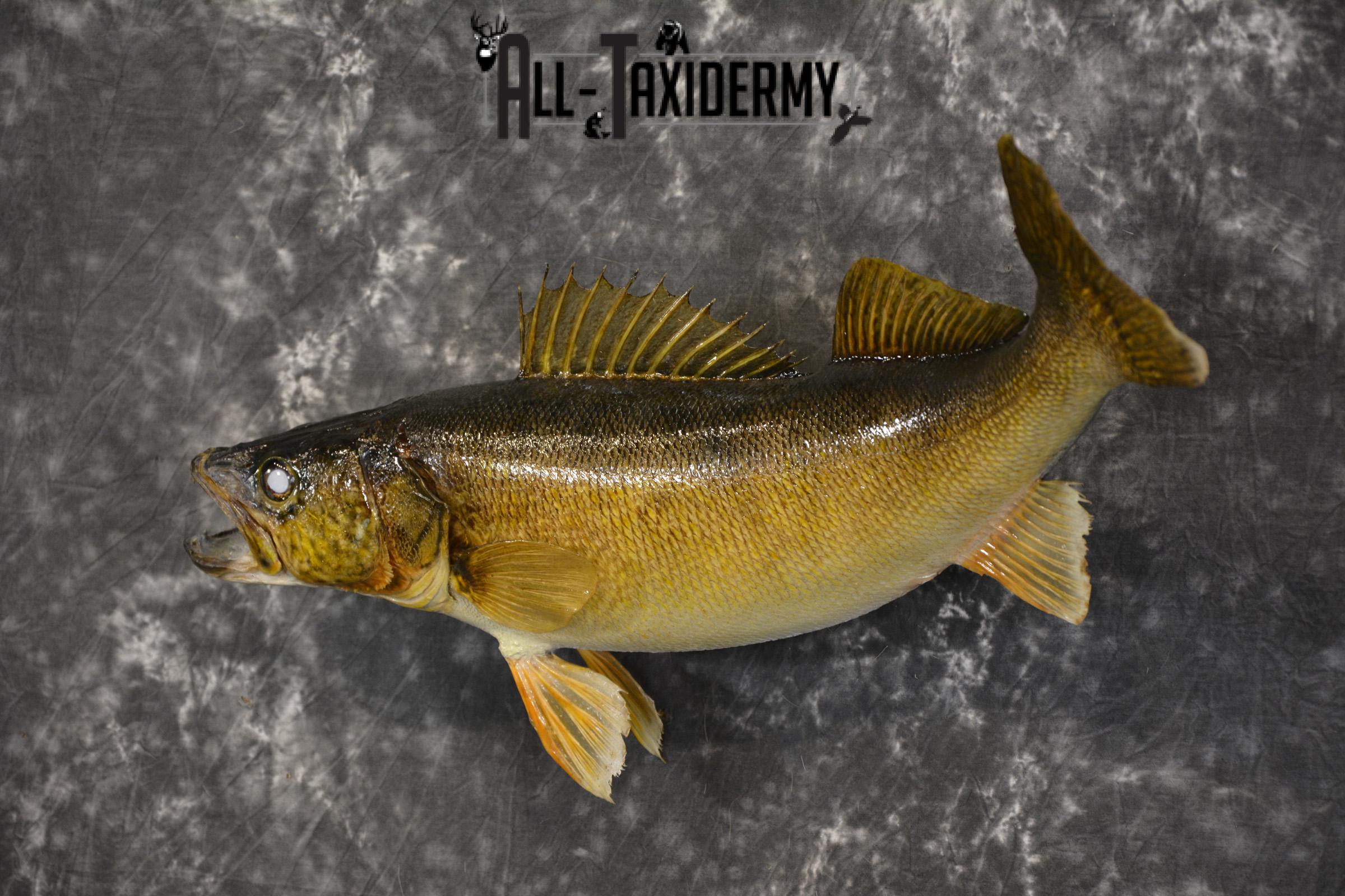 28" Walleye taxidermy fish mount for sale SKU 2098 - Image 6