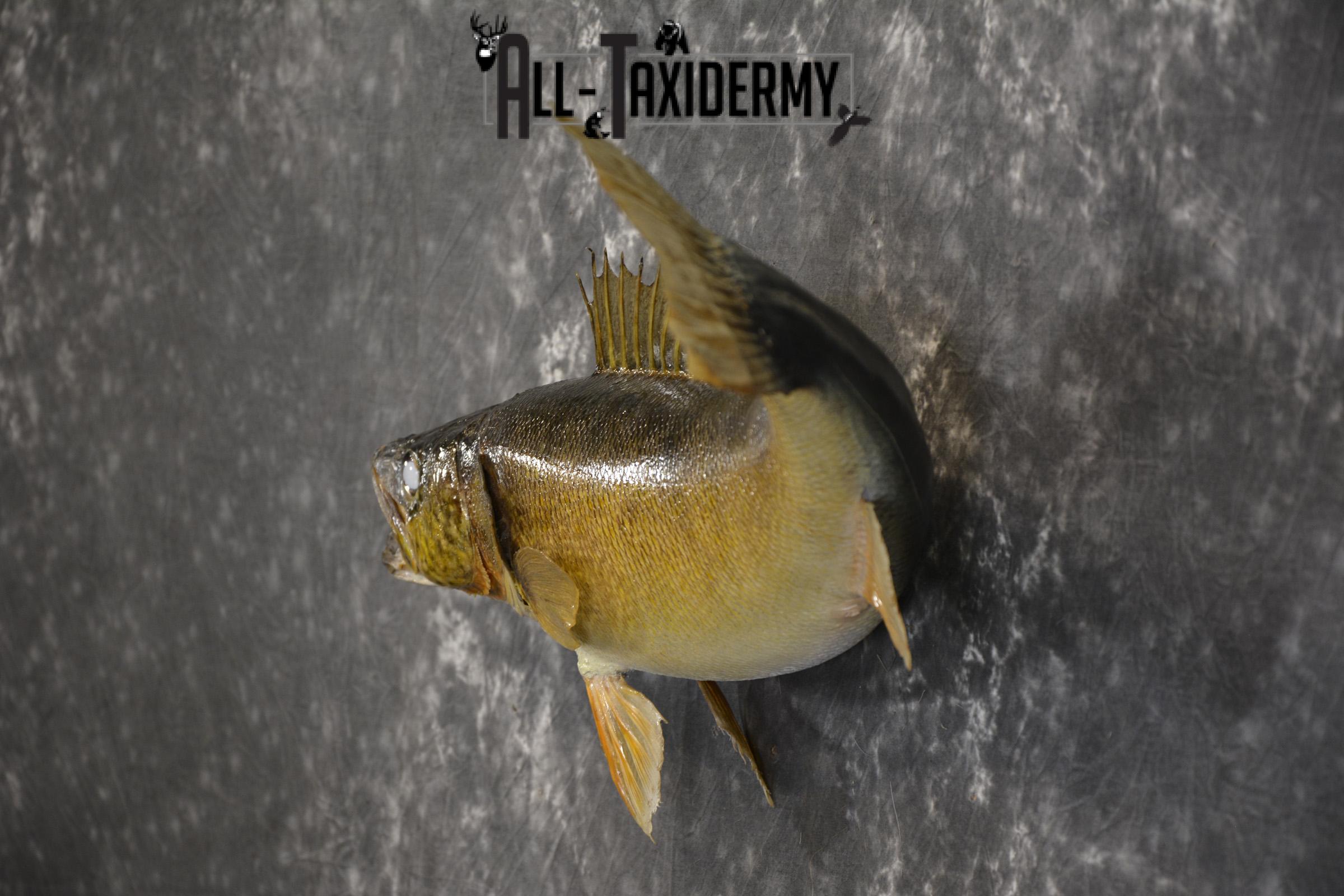 28" Walleye taxidermy fish mount for sale SKU 2098 - Image 5