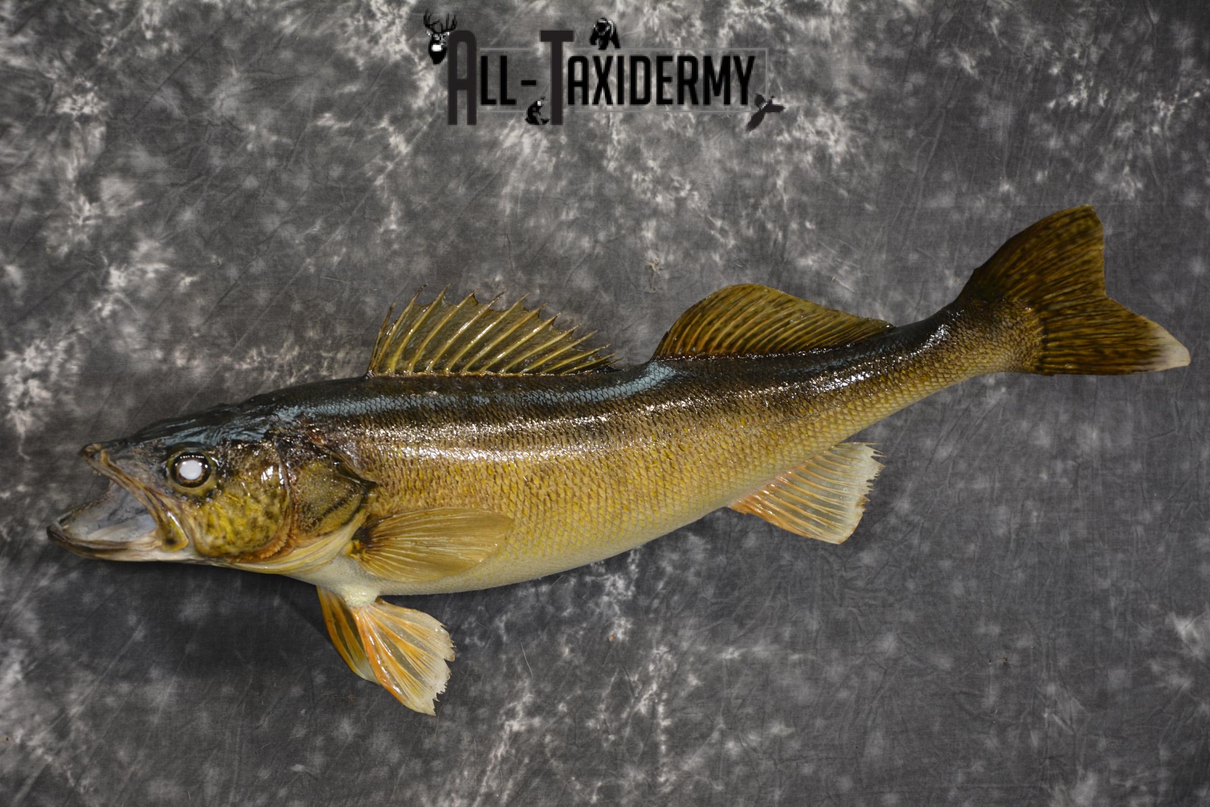 28" Walleye taxidermy fish mount for sale SKU 2098 - Image 4