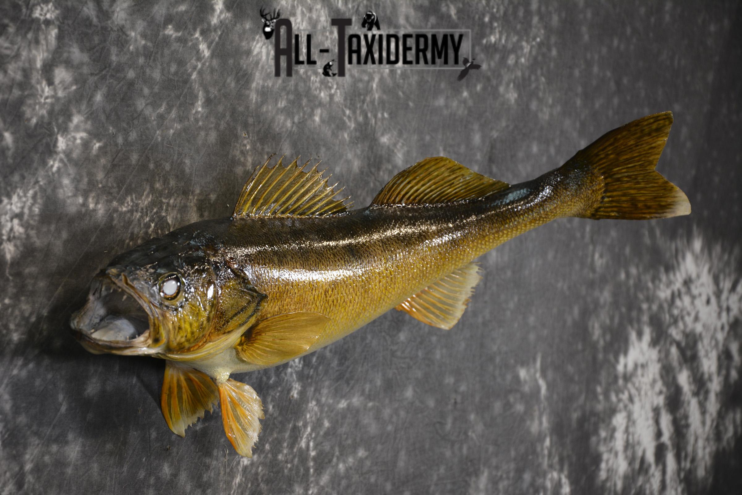 28" Walleye taxidermy fish mount for sale SKU 2098 - Image 3