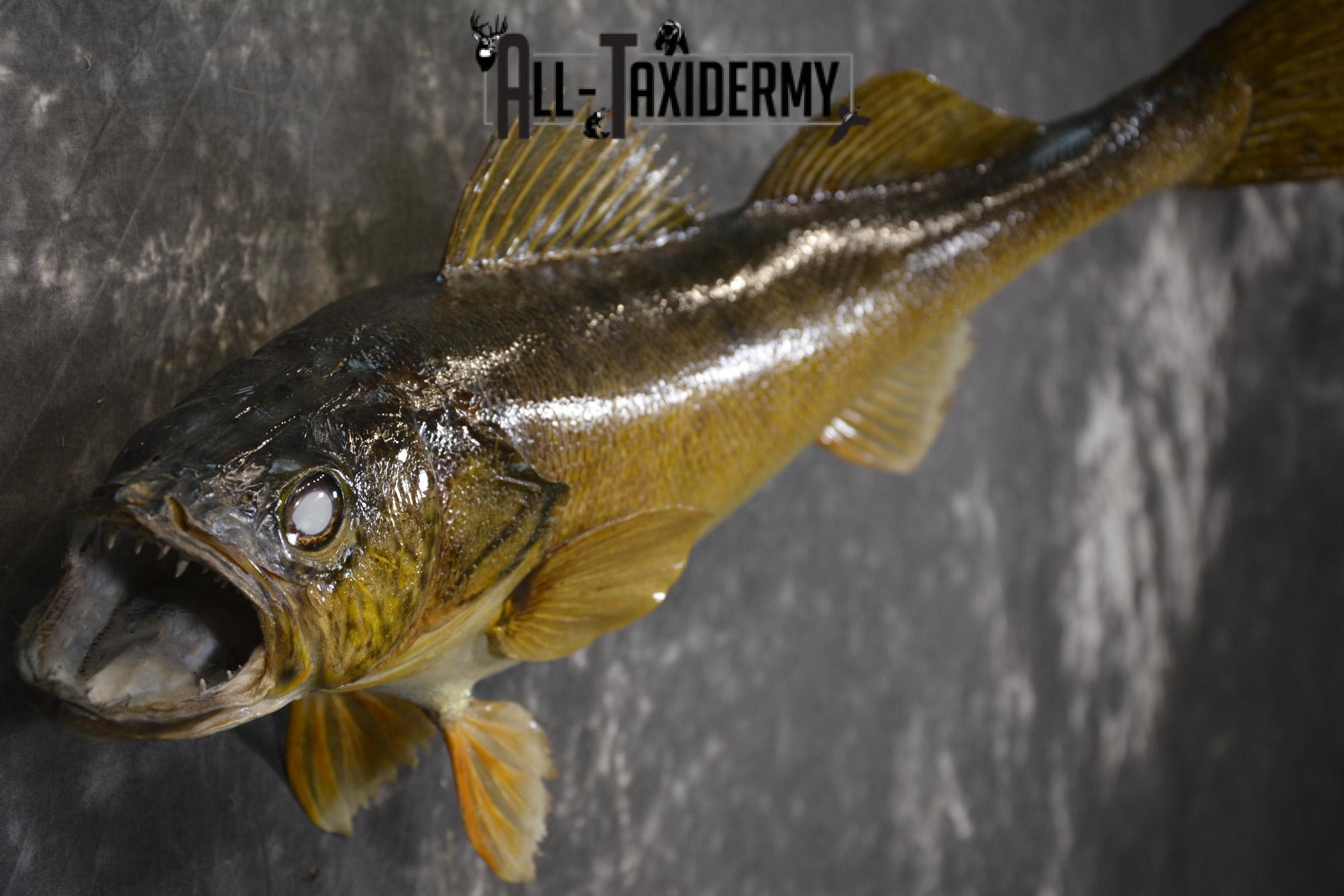 28" Walleye taxidermy fish mount for sale SKU 2098 - Image 2