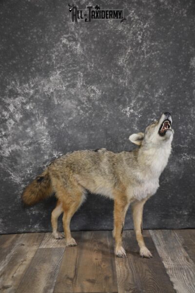Howling Coyote taxidermy mount for sale SKU 2123