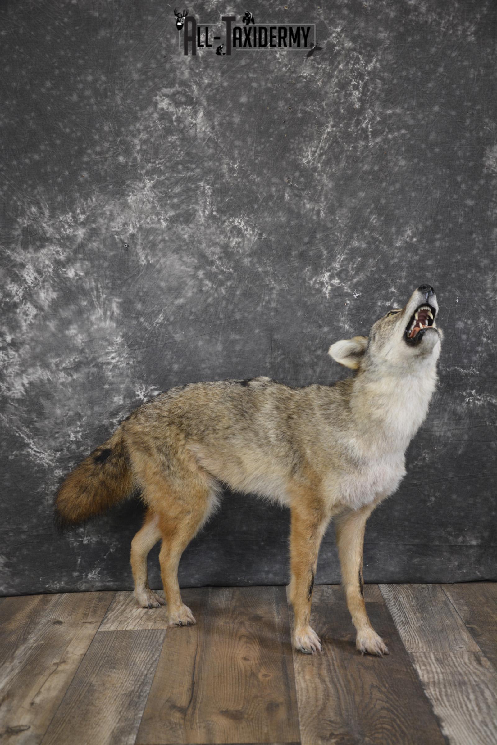 Howling Coyote taxidermy mount for sale SKU 2123