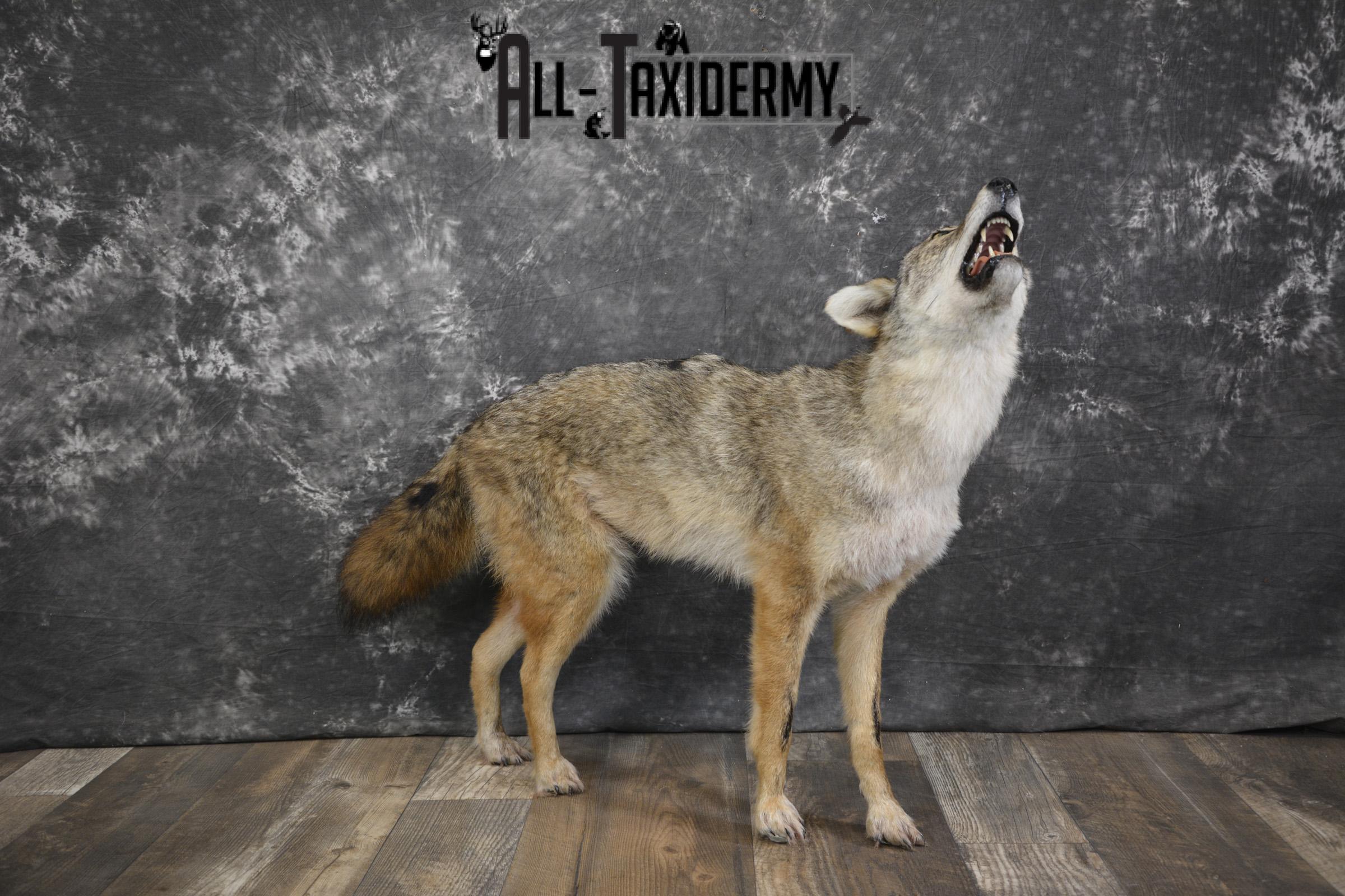Howling Coyote taxidermy mount for sale SKU 2123 - Image 8