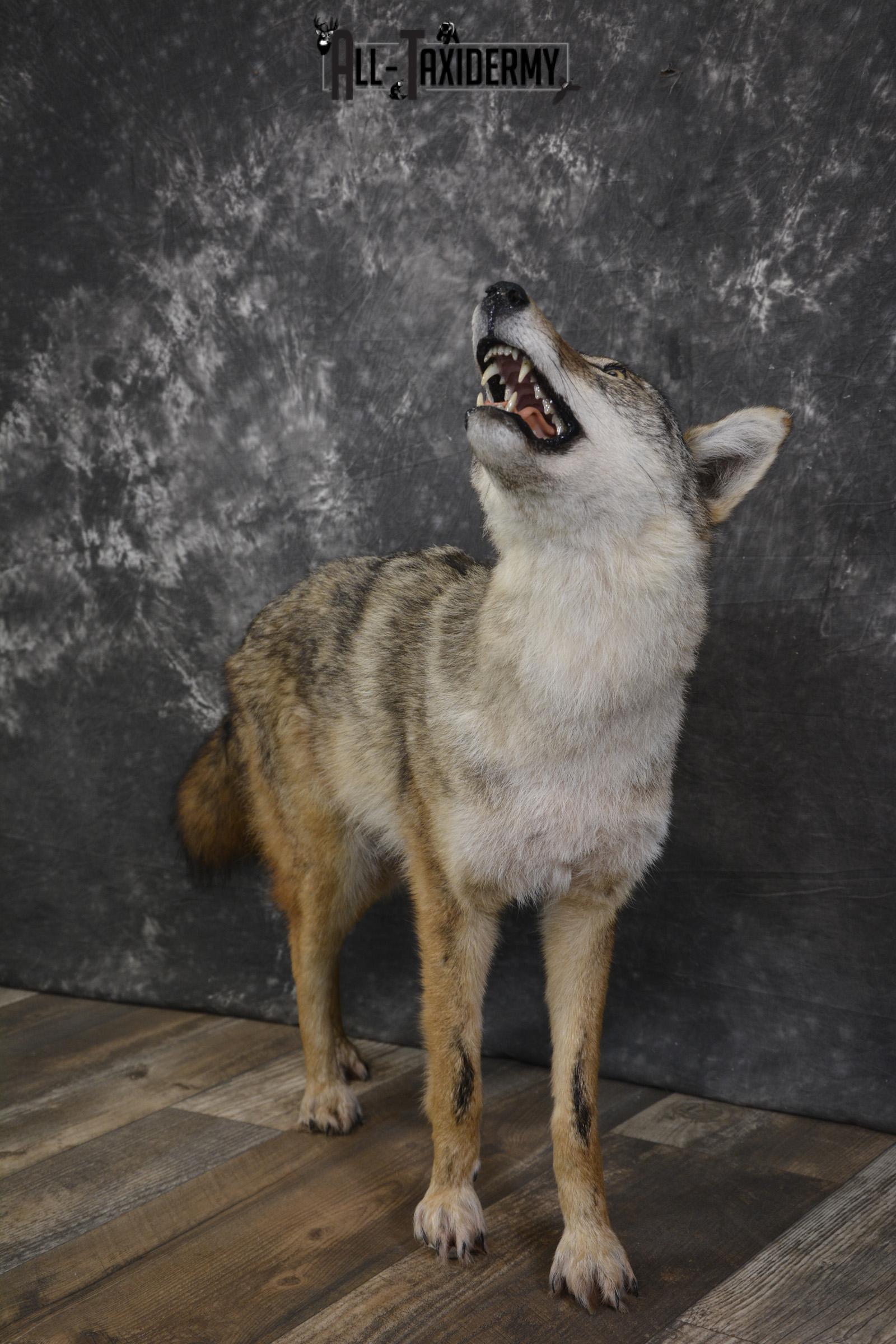 Howling Coyote taxidermy mount for sale SKU 2123 - Image 7