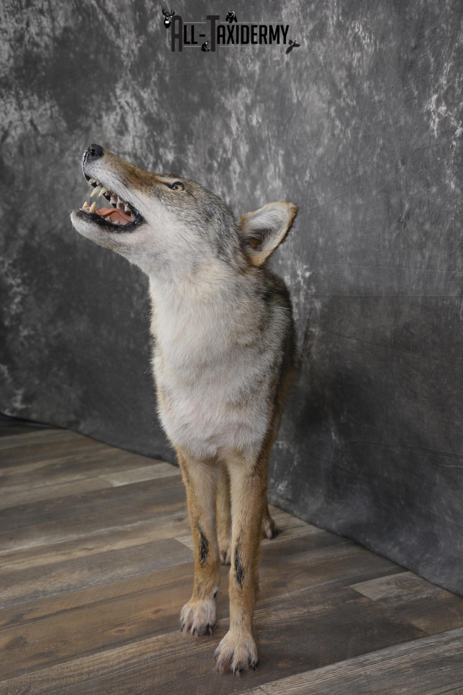Howling Coyote taxidermy mount for sale SKU 2123 - Image 6