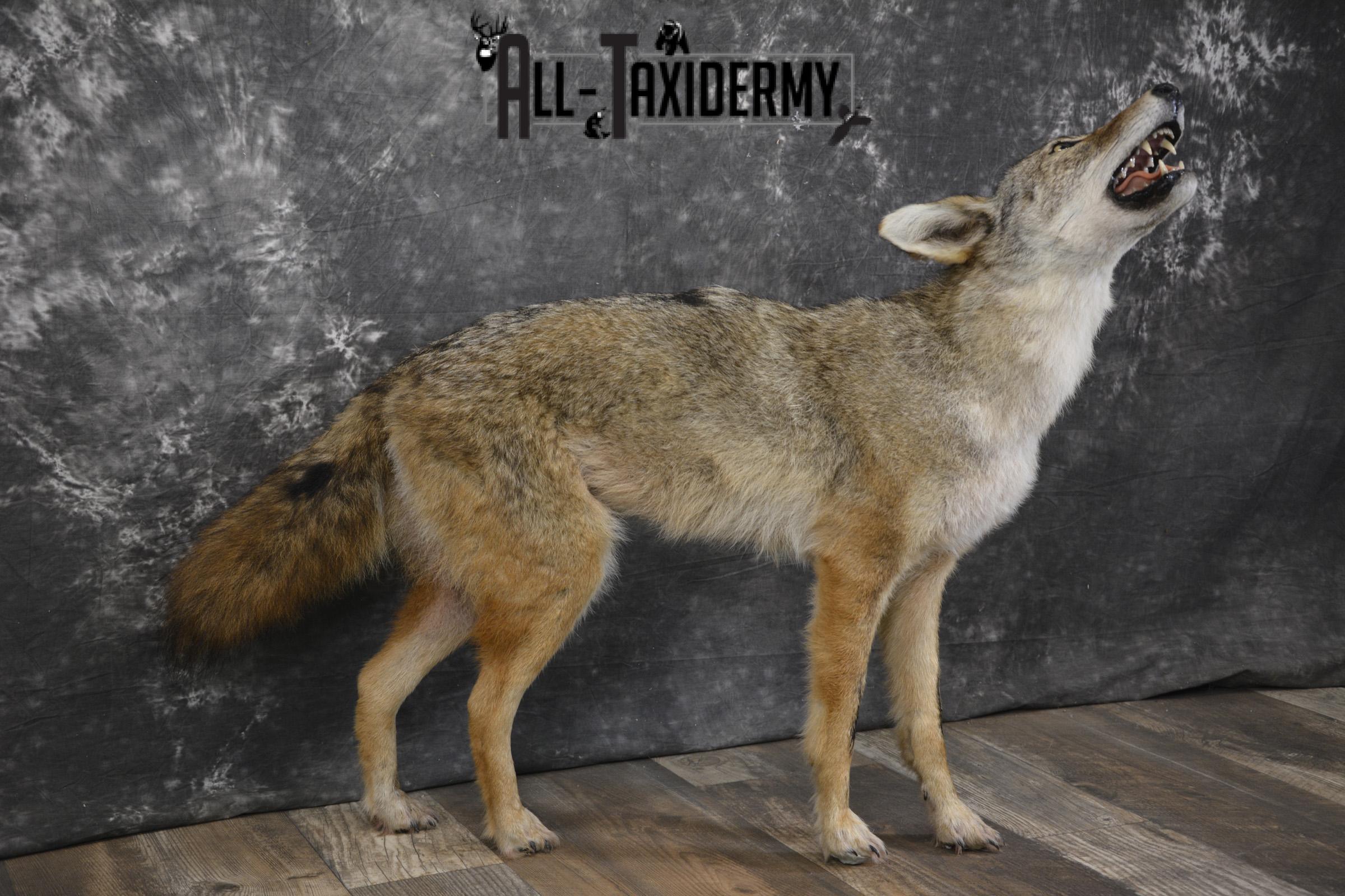 Howling Coyote taxidermy mount for sale SKU 2123 - Image 5