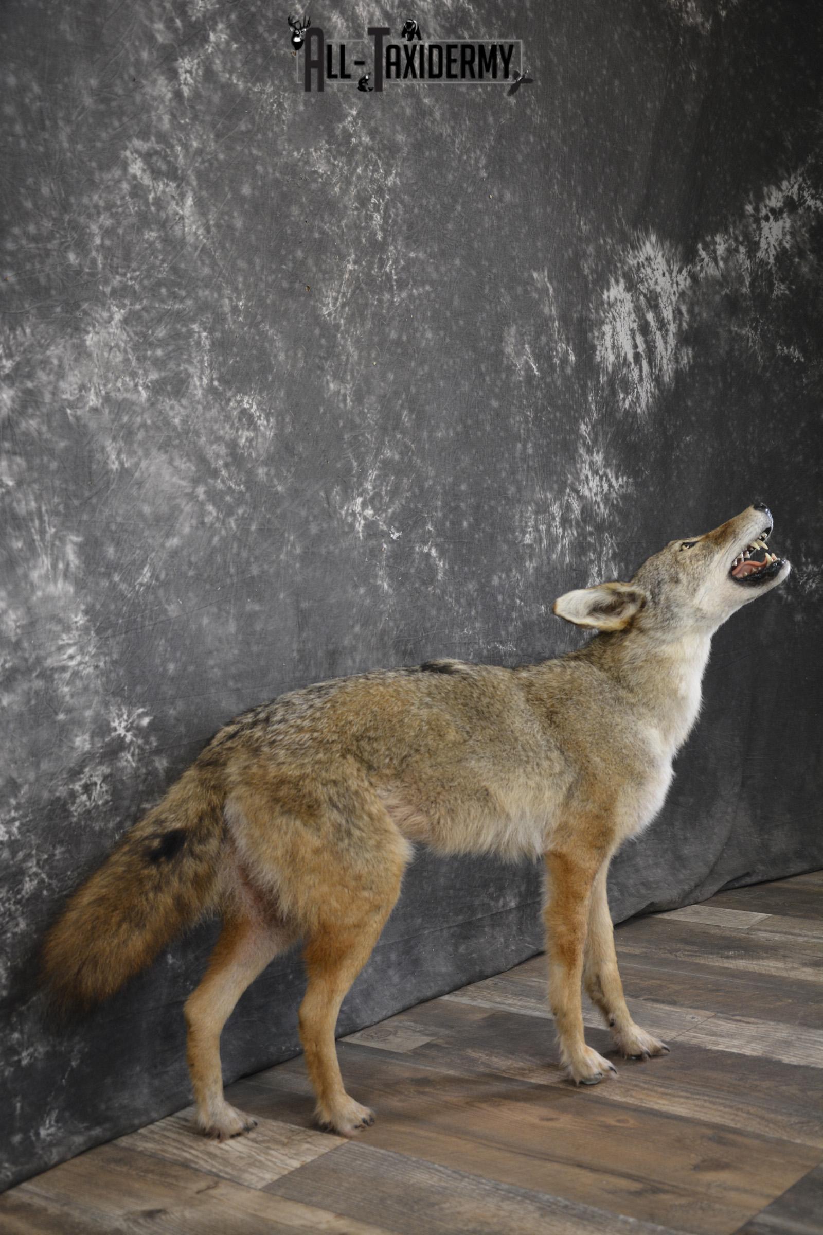 Howling Coyote taxidermy mount for sale SKU 2123 - Image 4