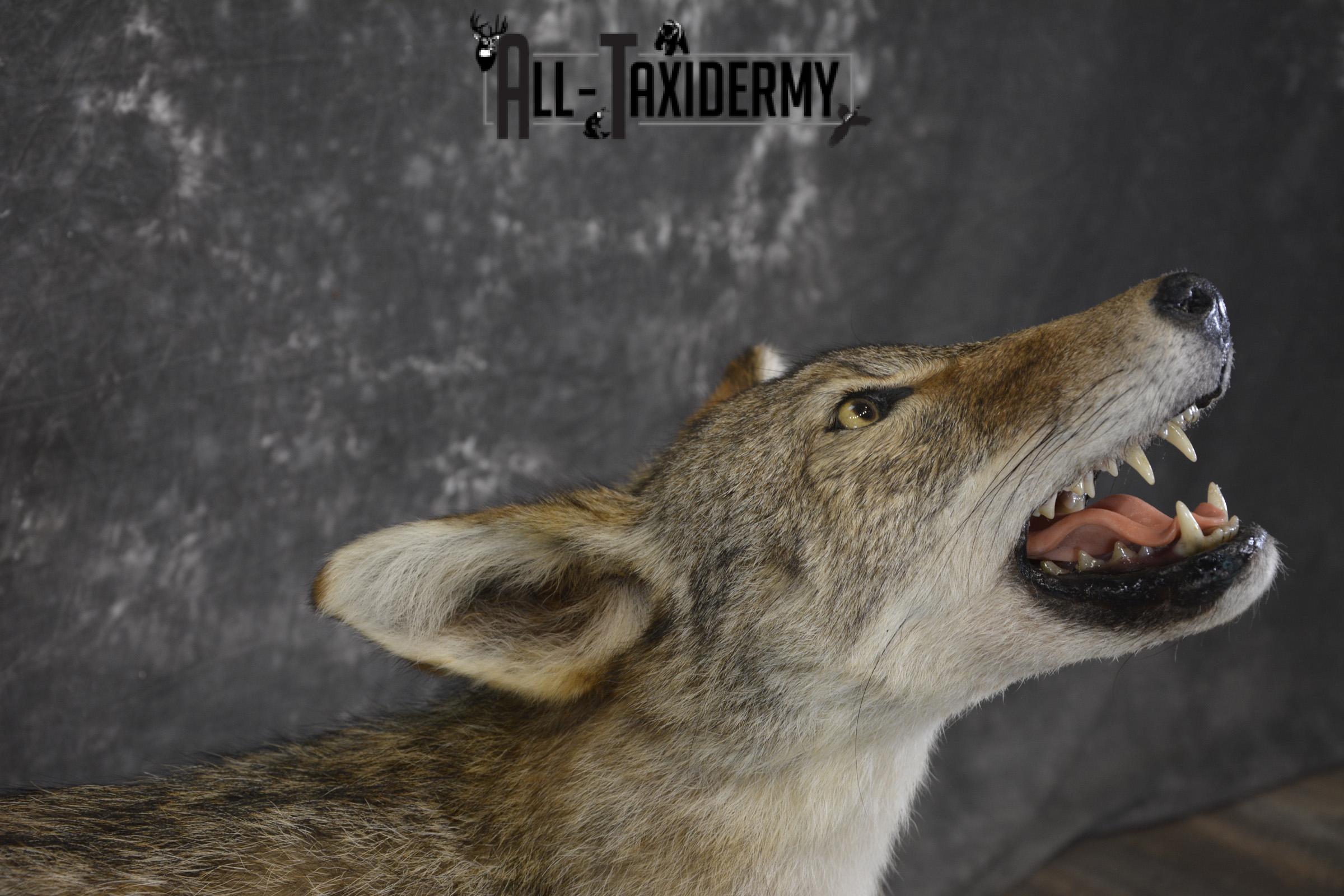 Howling Coyote taxidermy mount for sale SKU 2123 - Image 3