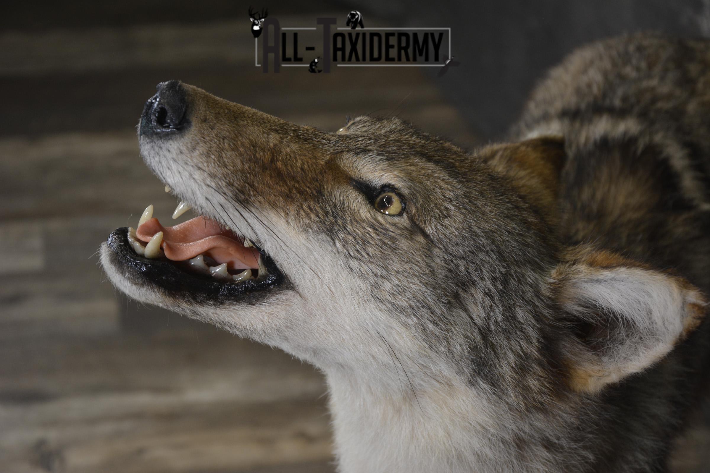 Howling Coyote taxidermy mount for sale SKU 2123 - Image 2