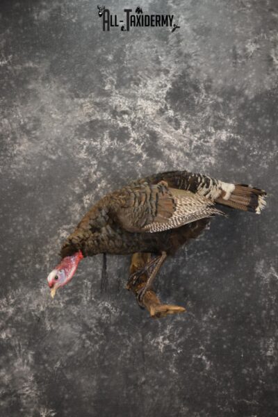 Rio Turkey on limb taxidermy mount for sale SKU 2095