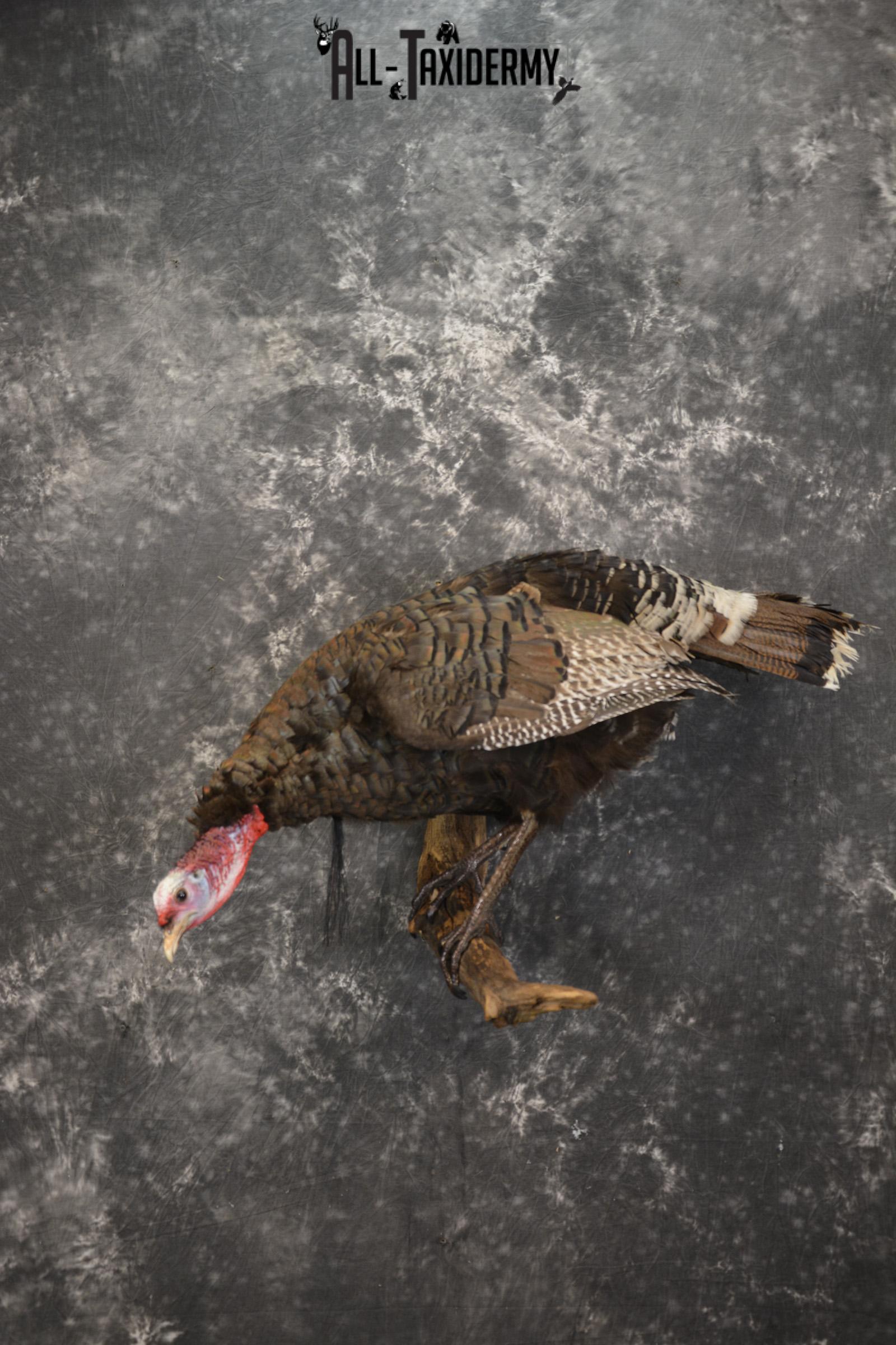 Rio Turkey on limb taxidermy mount for sale SKU 2095