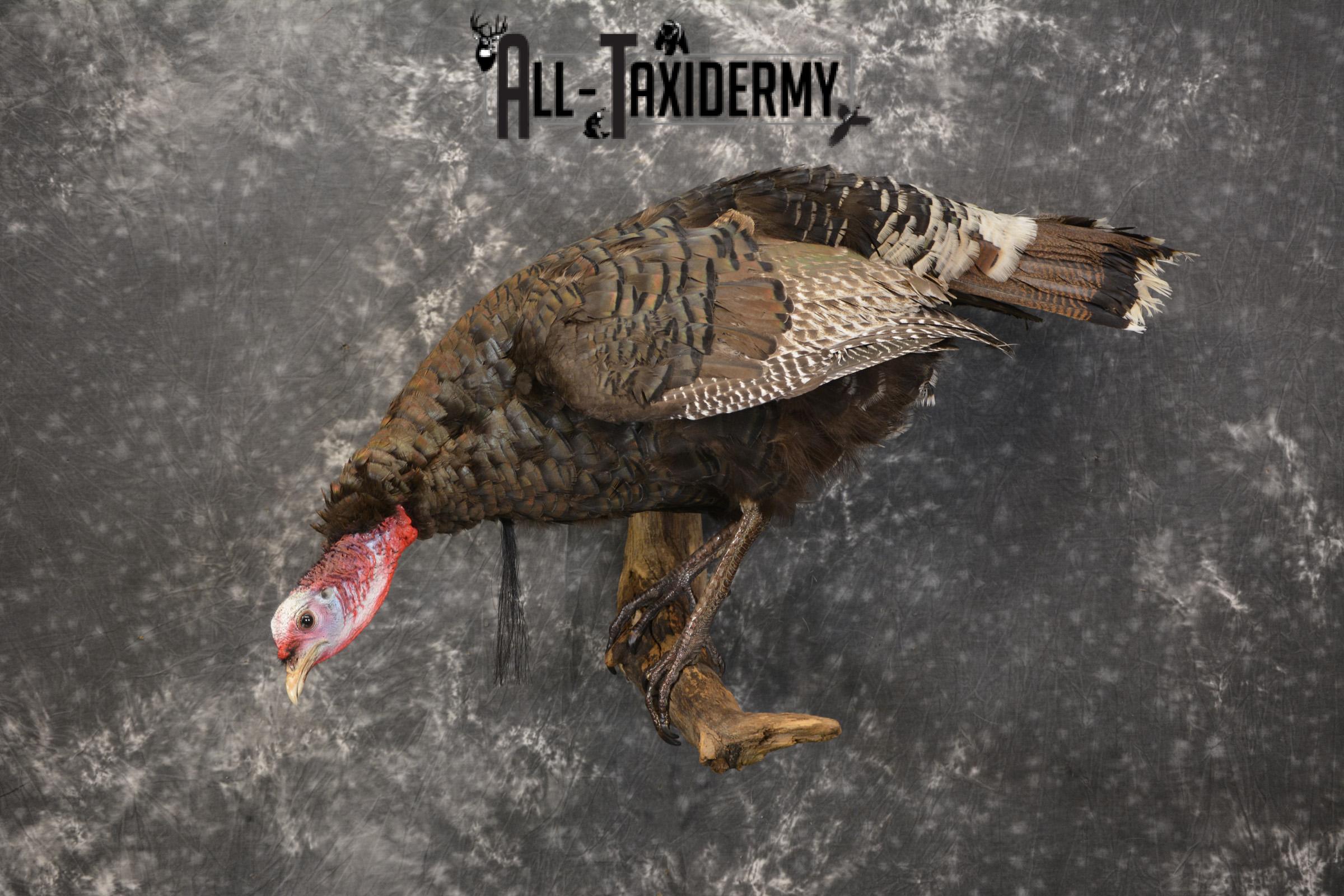 Rio Turkey on limb taxidermy mount for sale SKU 2095 - Image 11