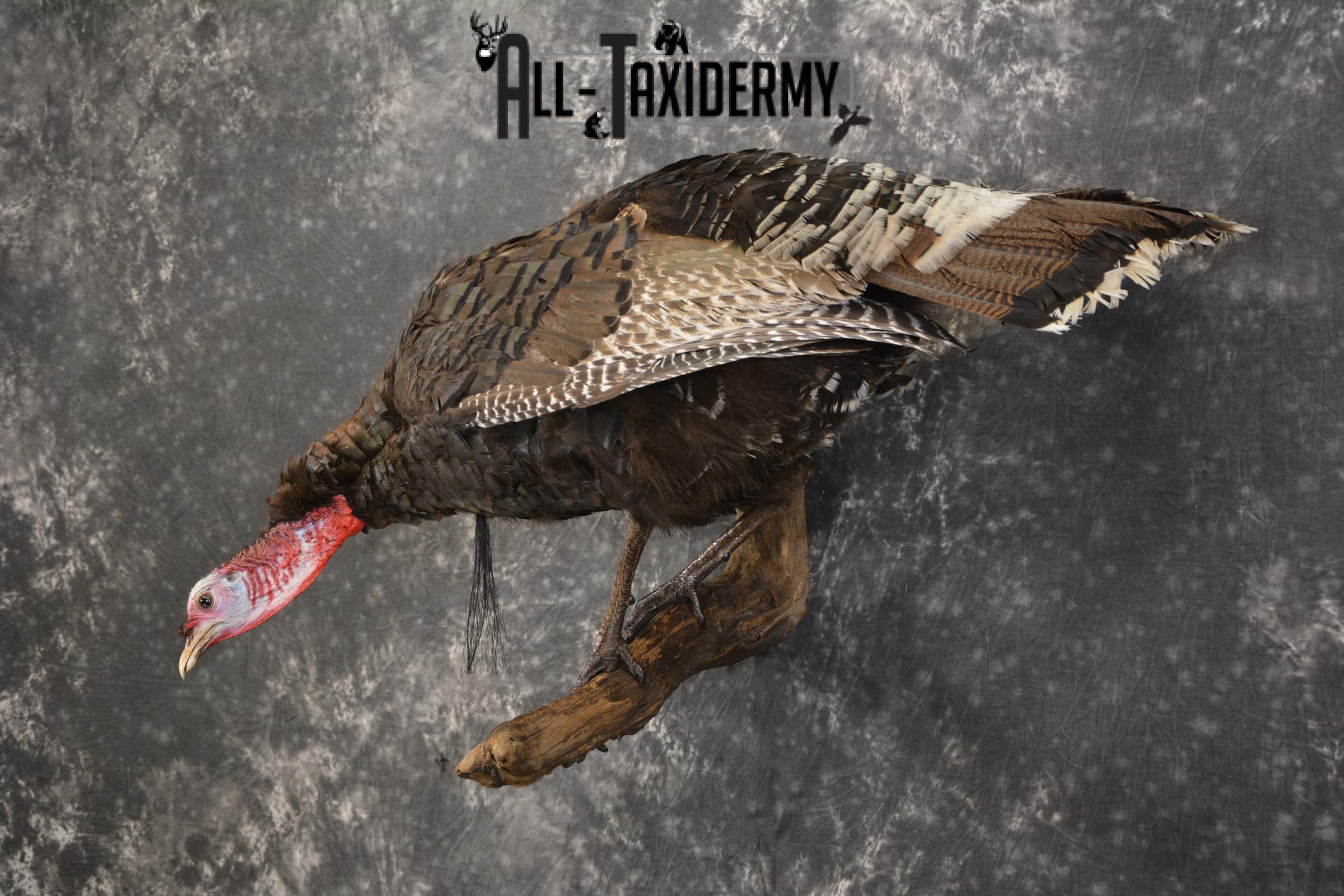Rio Turkey on limb taxidermy mount for sale SKU 2095 - Image 10