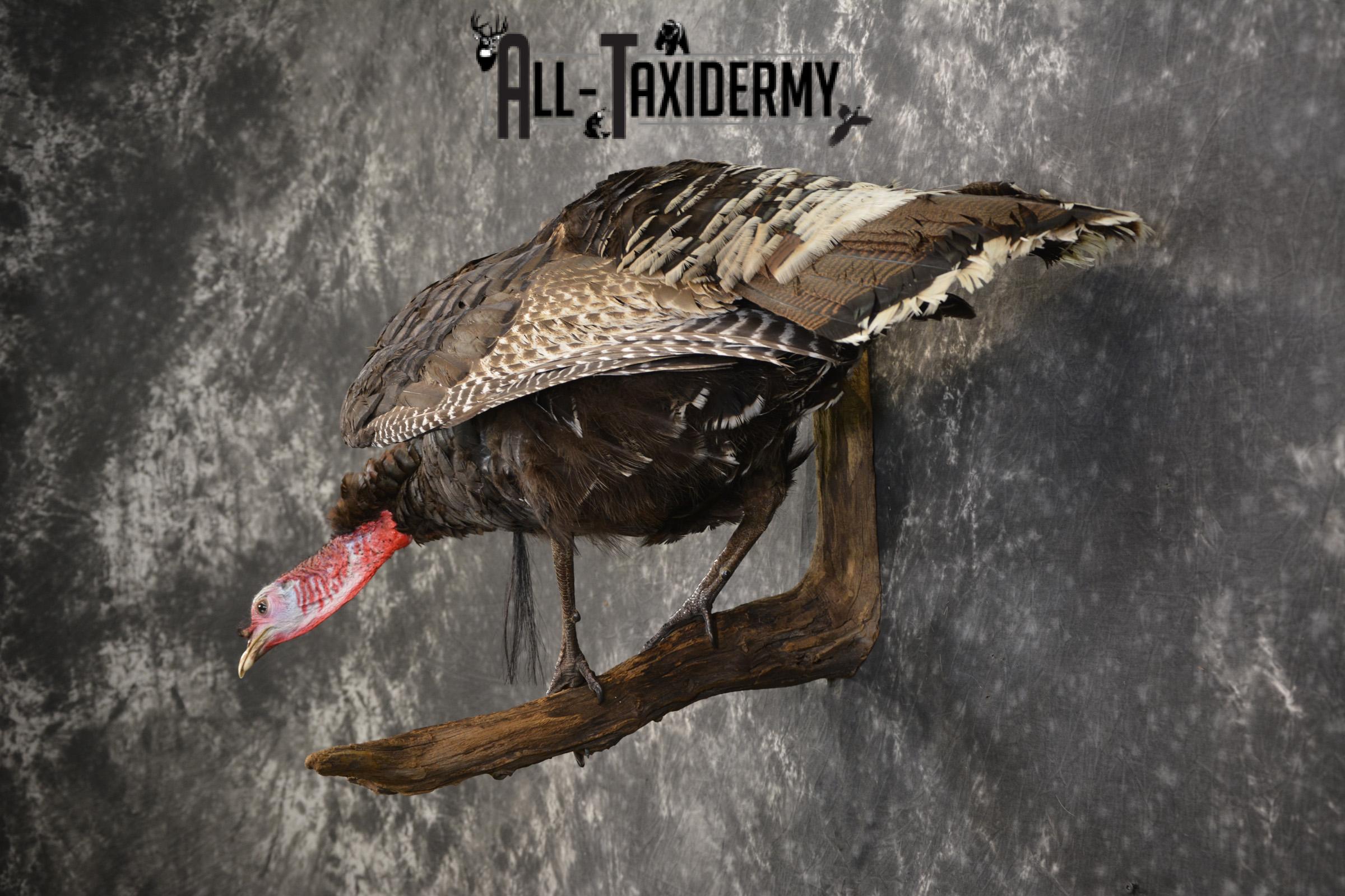 Rio Turkey on limb taxidermy mount for sale SKU 2095 - Image 9