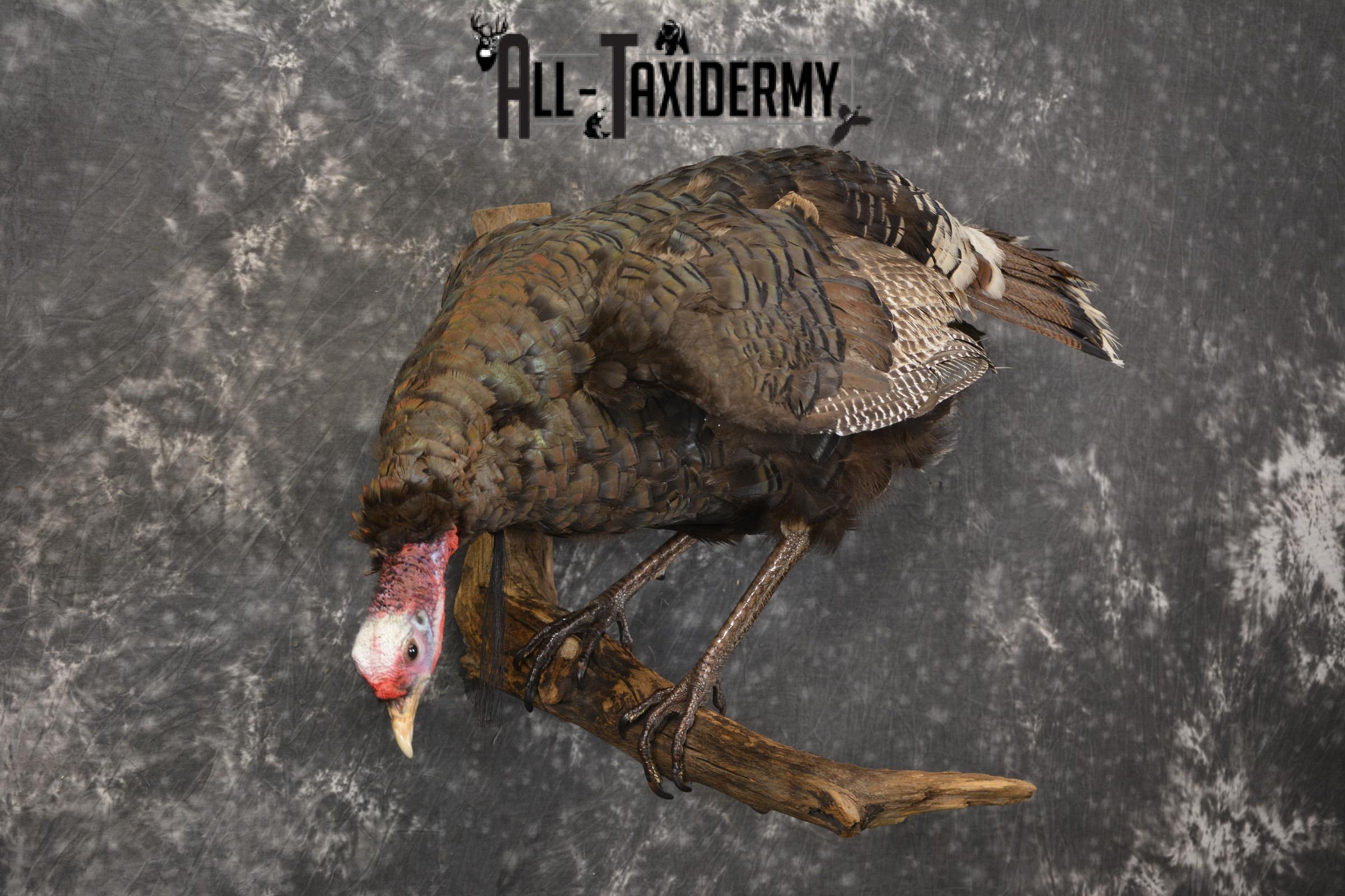 Rio Turkey on limb taxidermy mount for sale SKU 2095 - Image 8