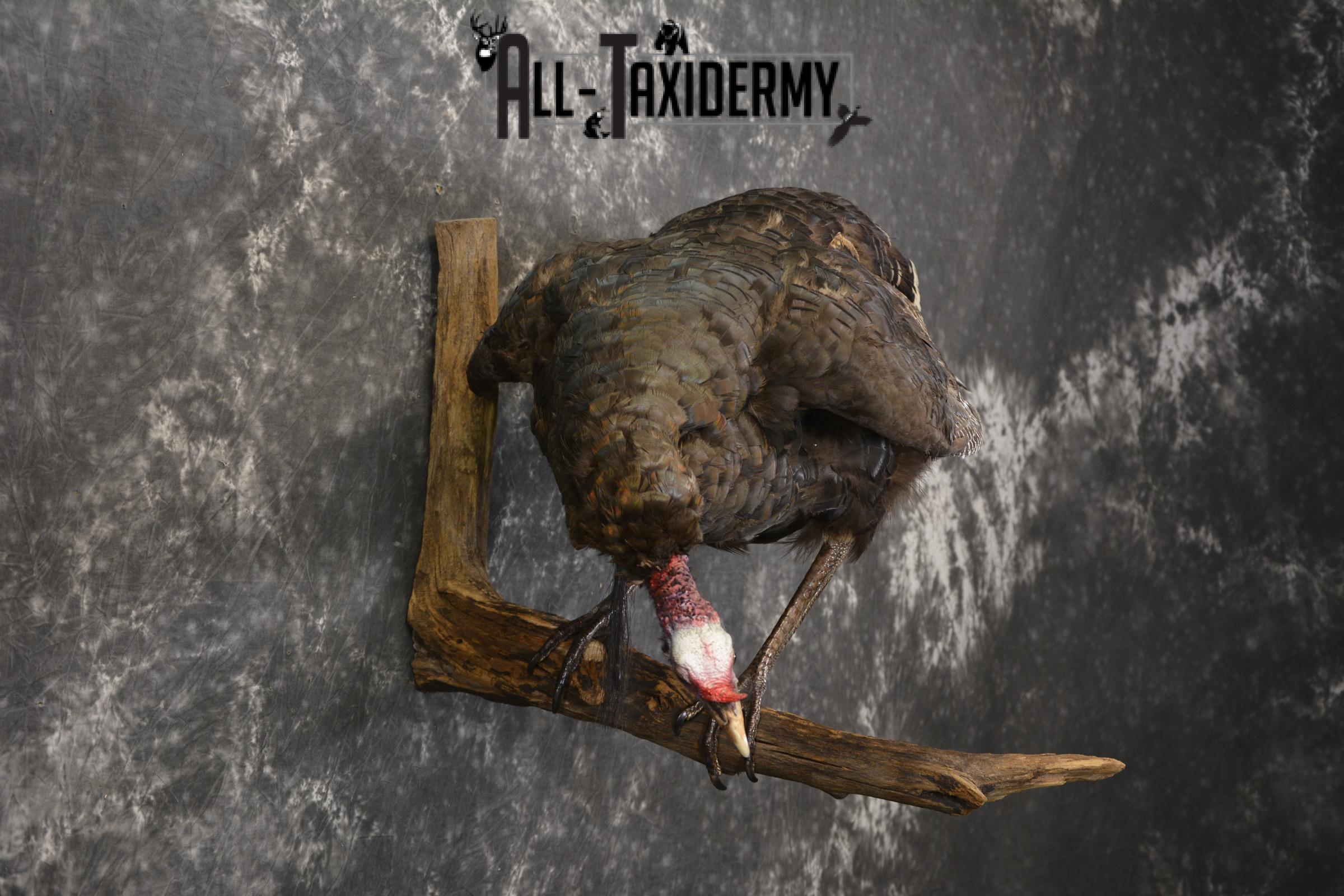 Rio Turkey on limb taxidermy mount for sale SKU 2095 - Image 7