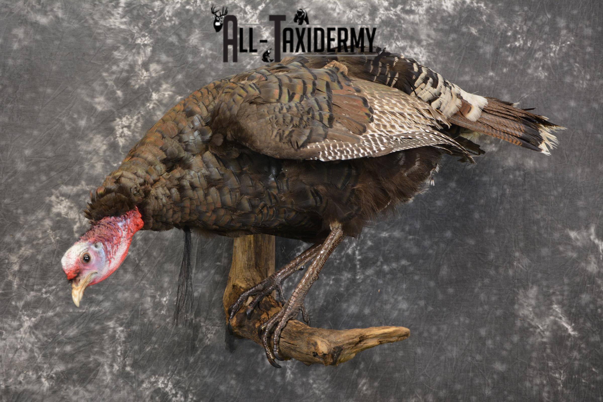 Rio Turkey on limb taxidermy mount for sale SKU 2095 - Image 6