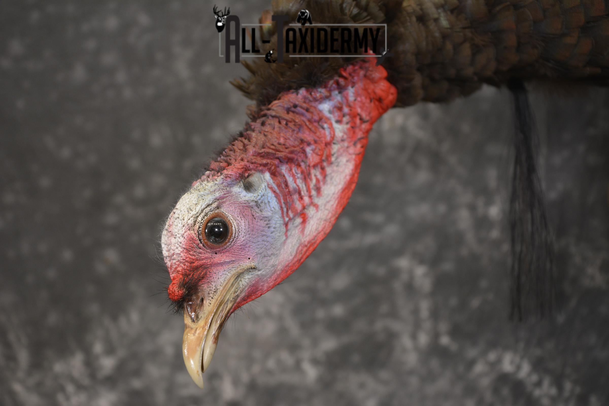 Rio Turkey on limb taxidermy mount for sale SKU 2095 - Image 5