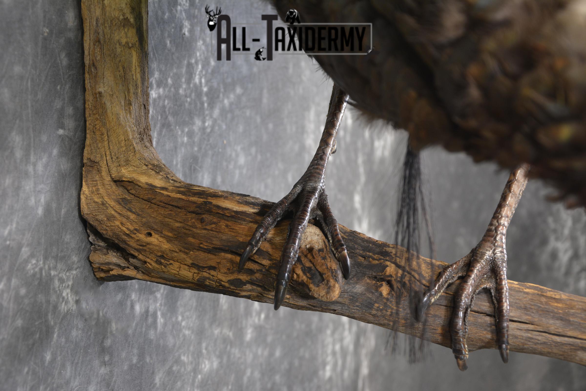 Rio Turkey on limb taxidermy mount for sale SKU 2095 - Image 4
