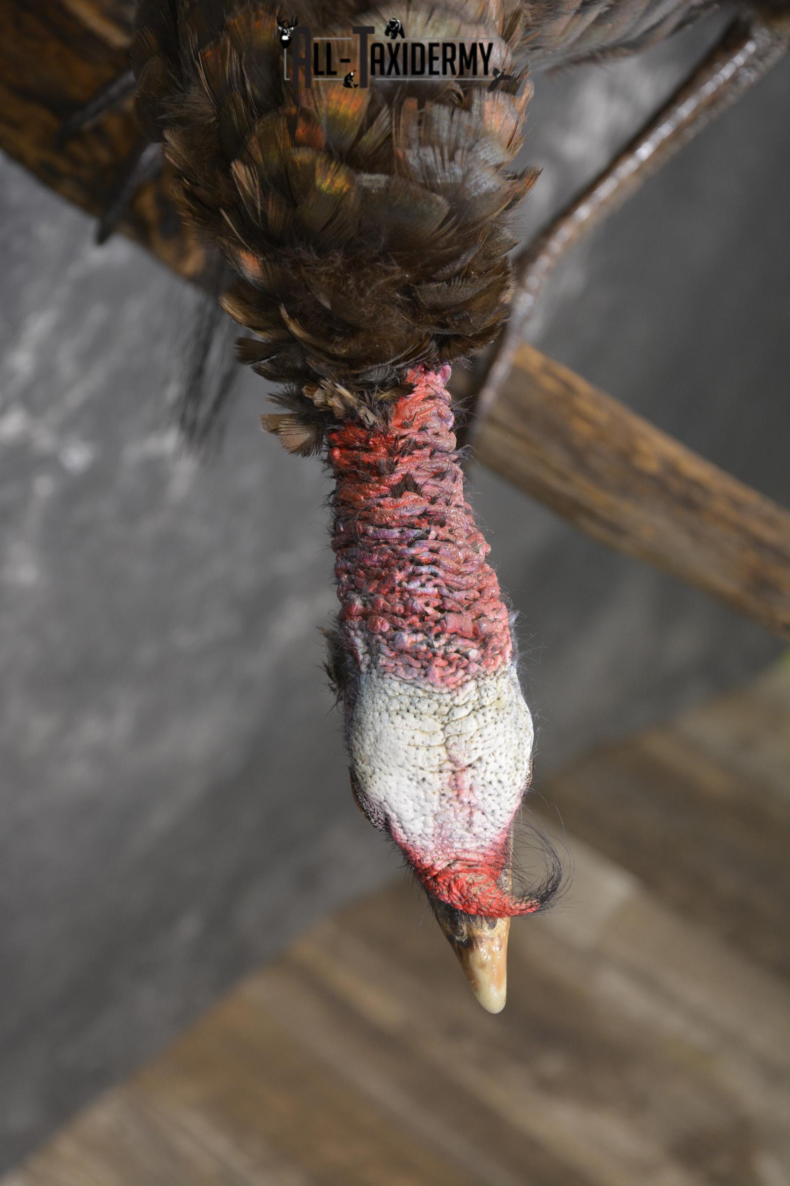 Rio Turkey on limb taxidermy mount for sale SKU 2095 - Image 3