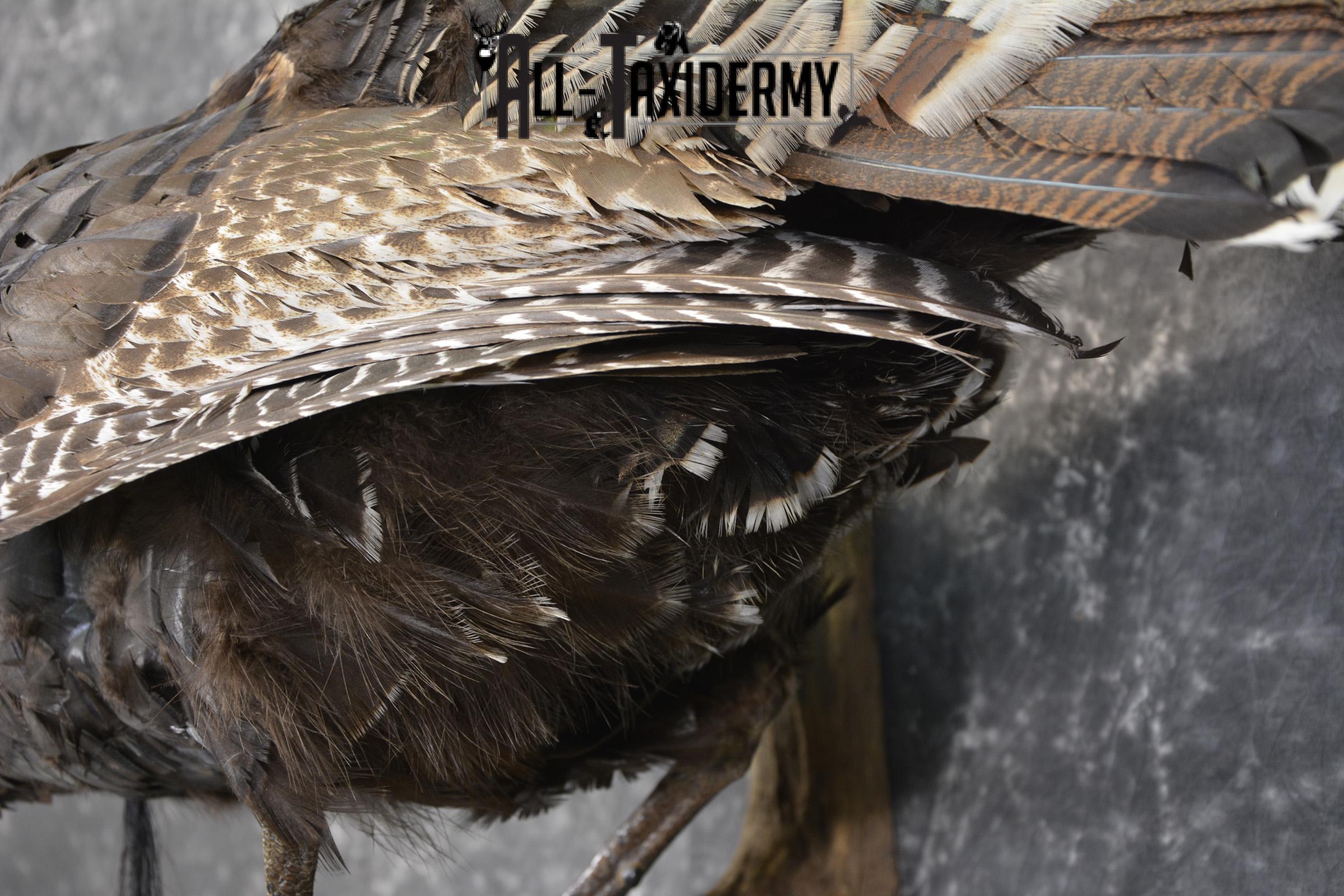 Rio Turkey on limb taxidermy mount for sale SKU 2095 - Image 2