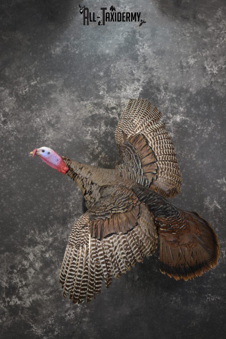 Flying turkey taxidermy mount for sale SKU 2096