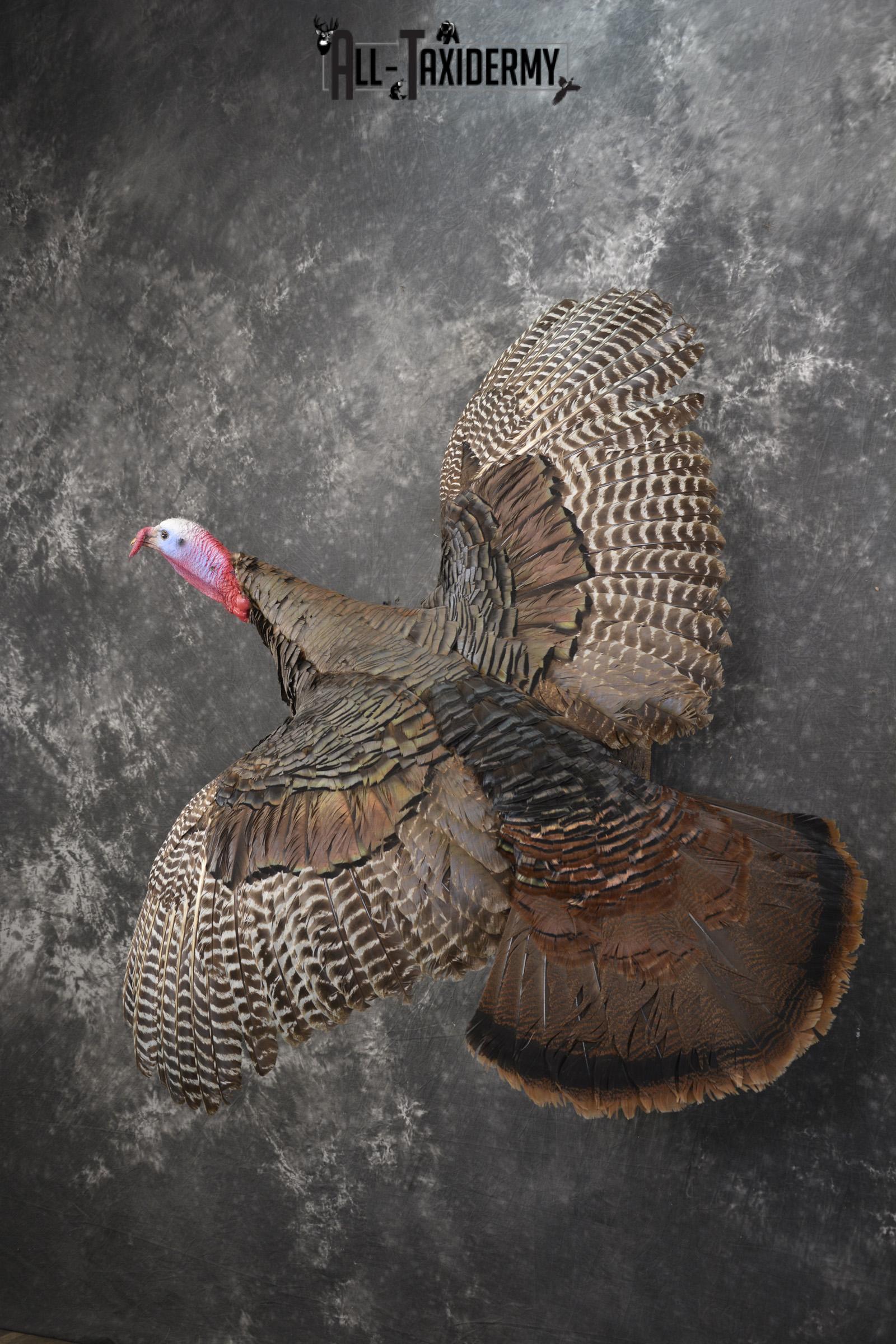 Flying turkey taxidermy mount for sale SKU 2096 - Image 10