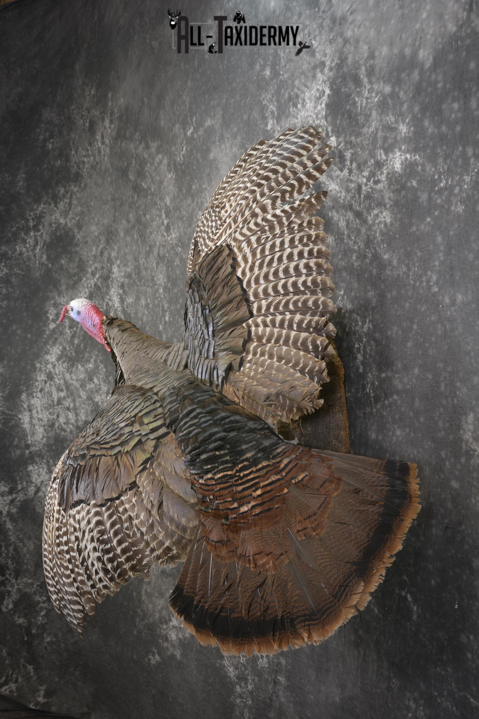 Flying turkey taxidermy mount for sale SKU 2096 - Image 9