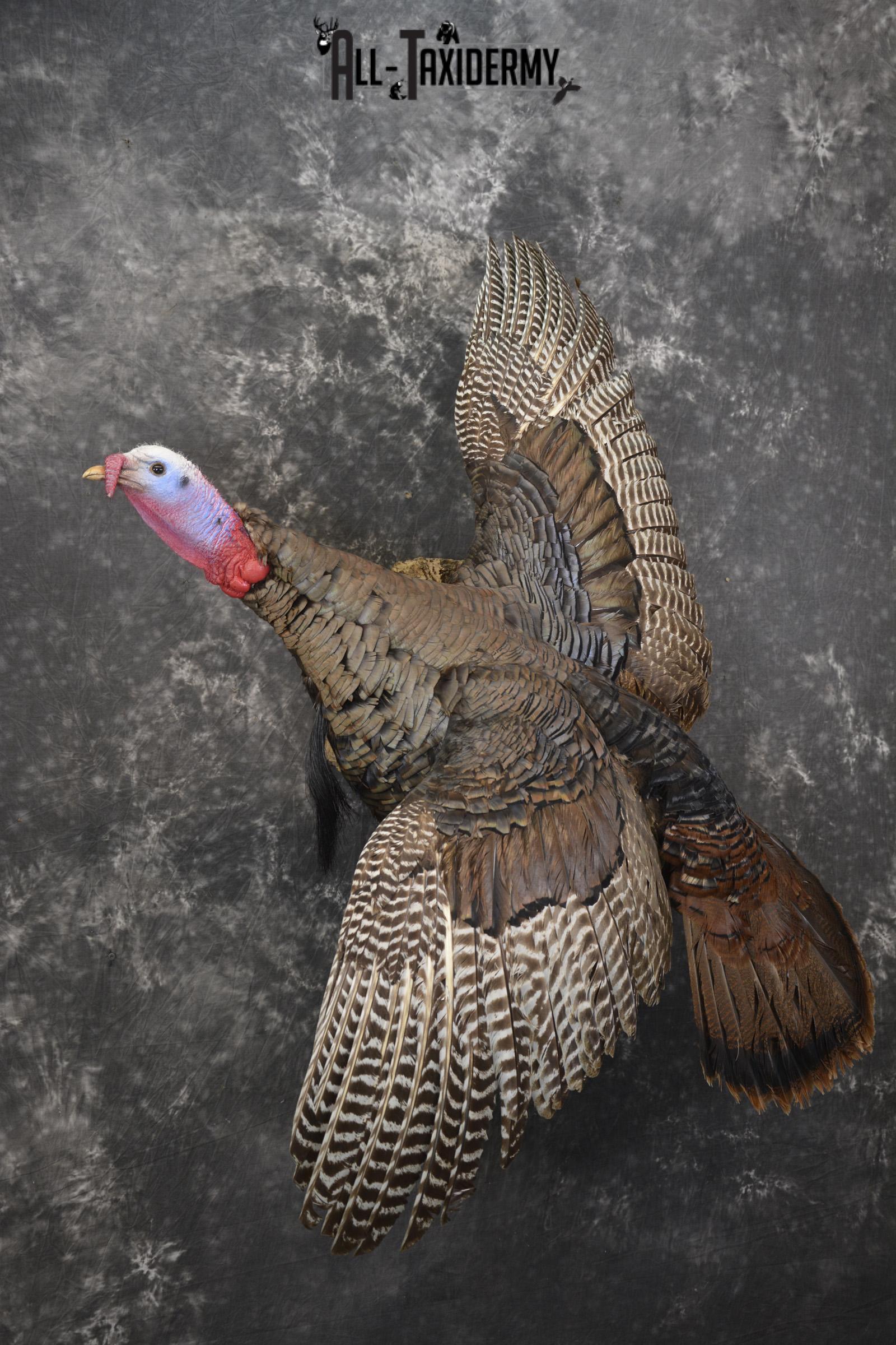 Flying turkey taxidermy mount for sale SKU 2096 - Image 8