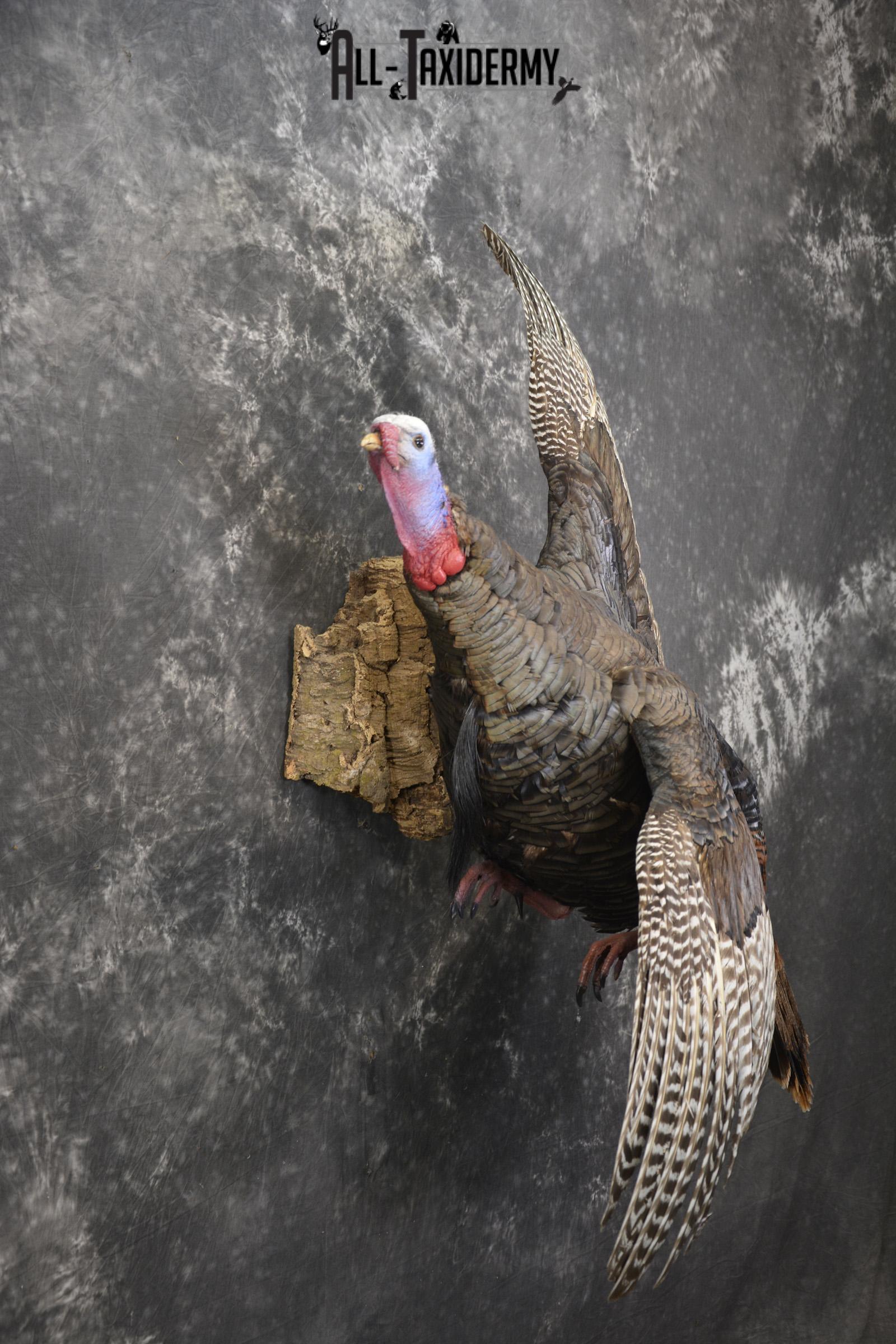 Flying turkey taxidermy mount for sale SKU 2096 - Image 7