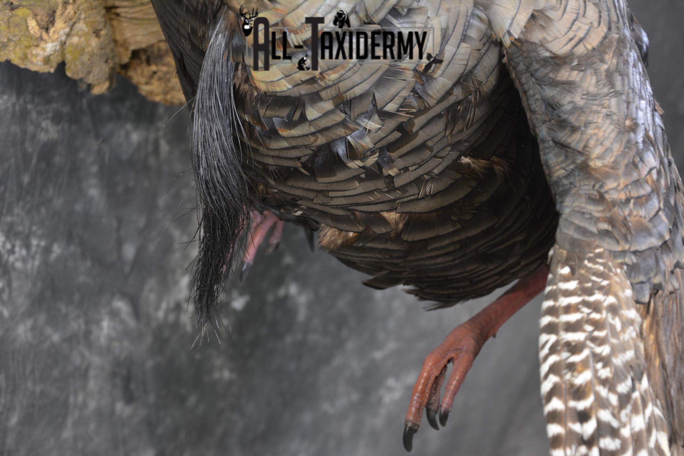 Flying turkey taxidermy mount for sale SKU 2096 - Image 5