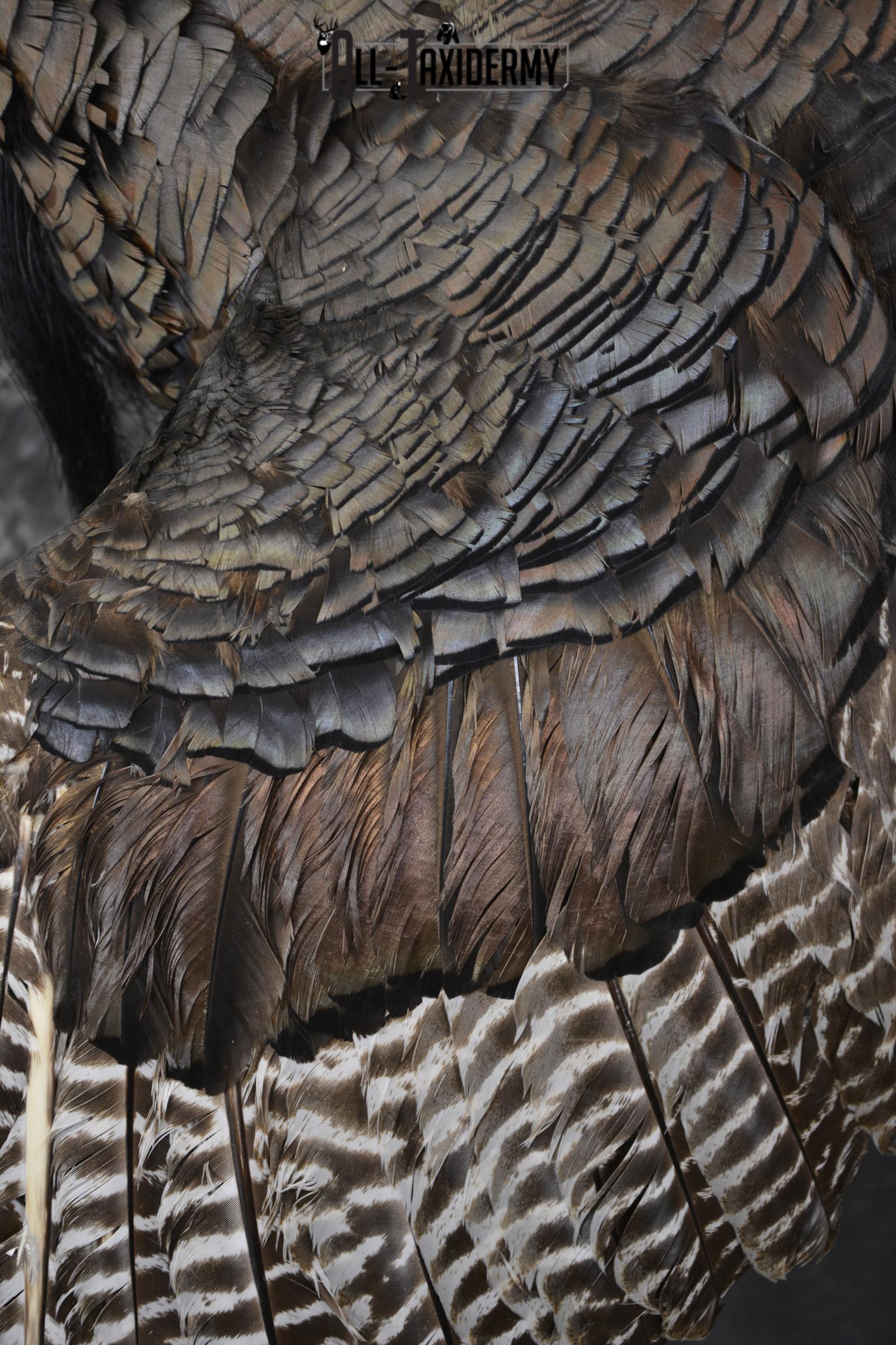 Flying turkey taxidermy mount for sale SKU 2096 - Image 4