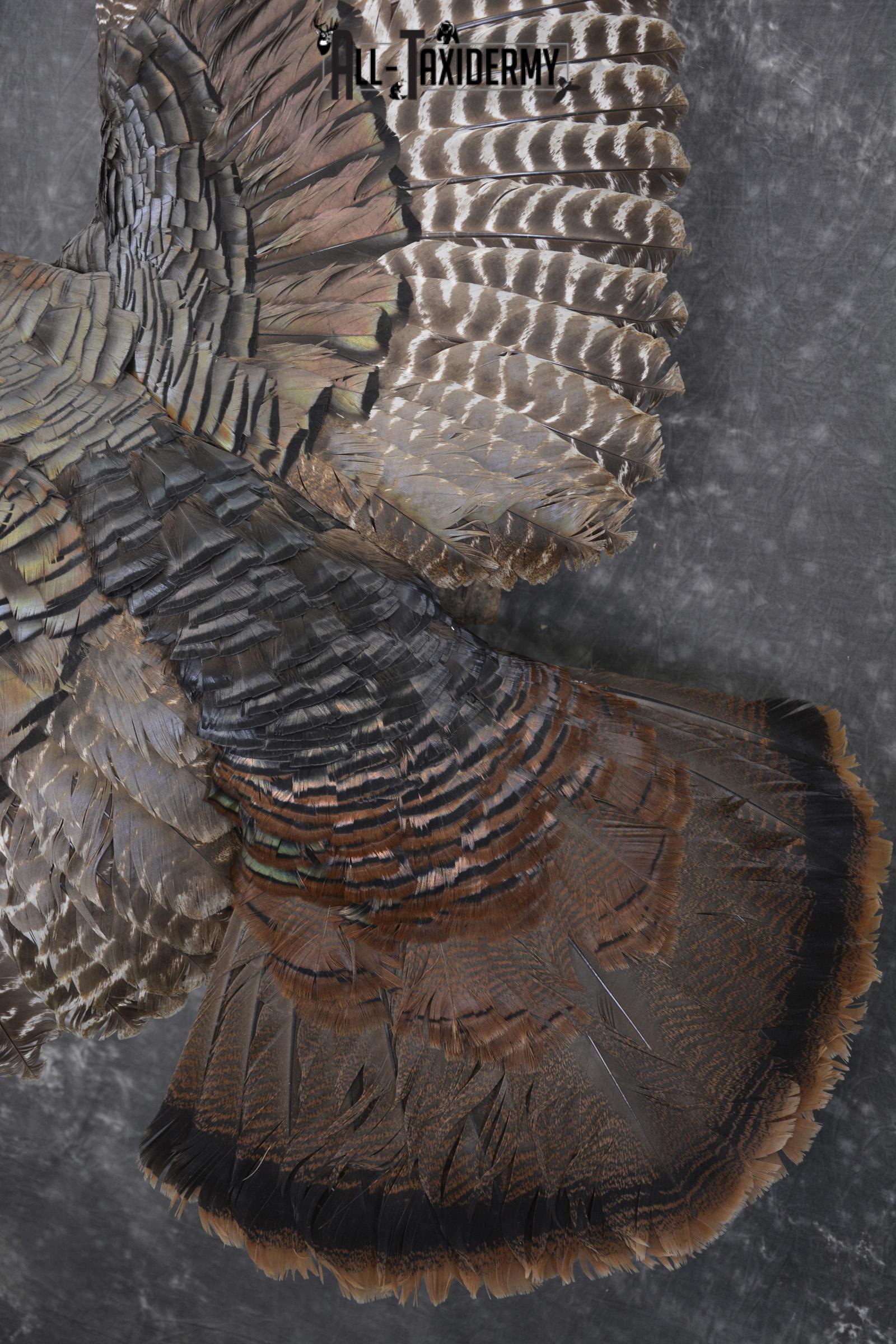 Flying turkey taxidermy mount for sale SKU 2096 - Image 3