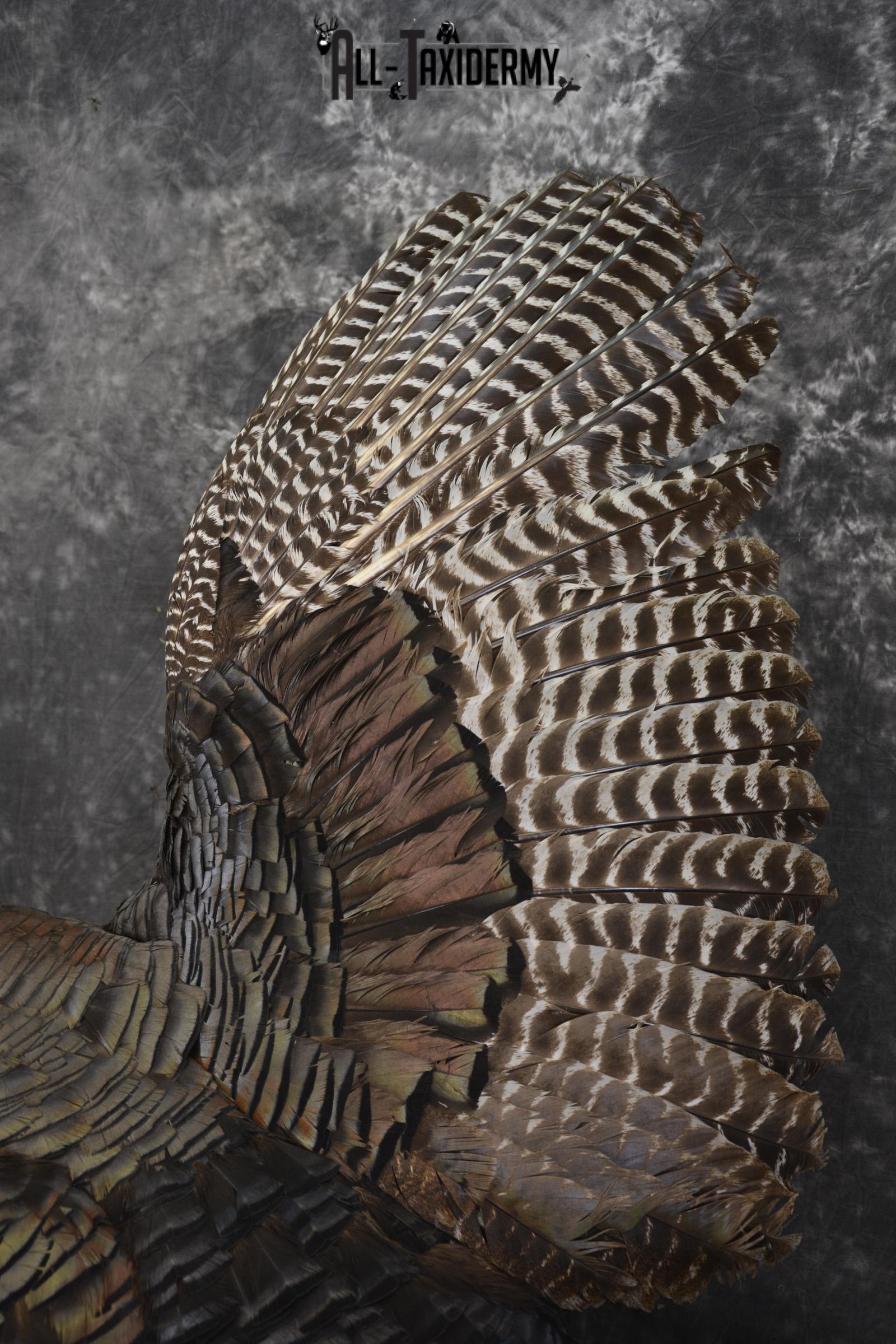 Flying turkey taxidermy mount for sale SKU 2096 - Image 2