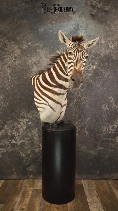 African Zebra pedestal taxidermy shoulder mount for sale SKU 2110