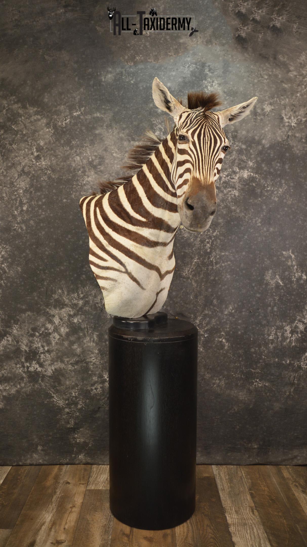 African Zebra pedestal taxidermy shoulder mount for sale SKU 2110