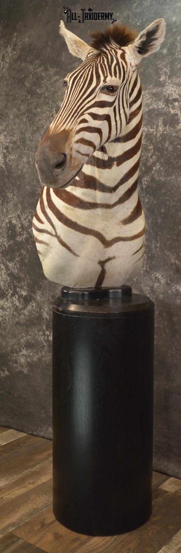 African Zebra pedestal taxidermy shoulder mount for sale SKU 2110 - Image 8