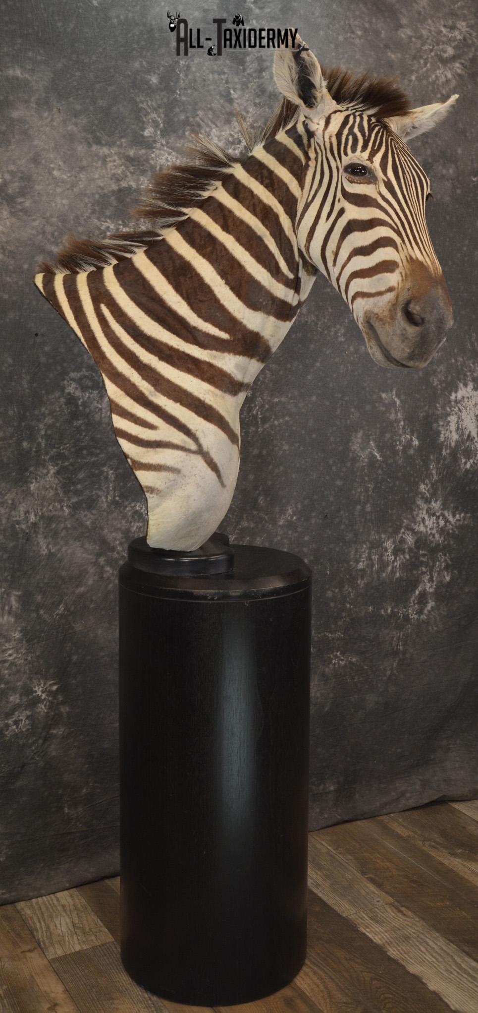 African Zebra pedestal taxidermy shoulder mount for sale SKU 2110 - Image 6
