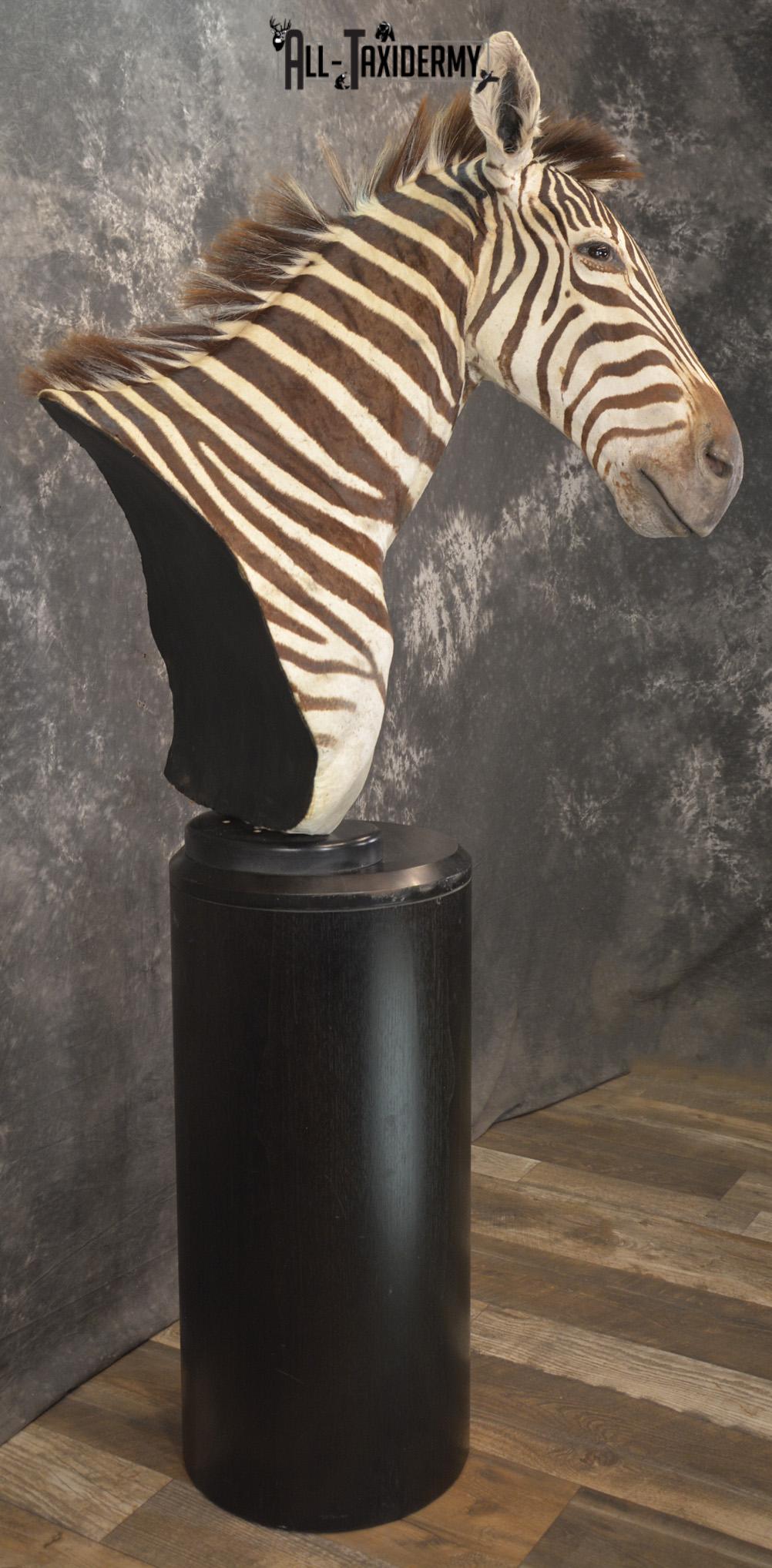 African Zebra pedestal taxidermy shoulder mount for sale SKU 2110 - Image 5