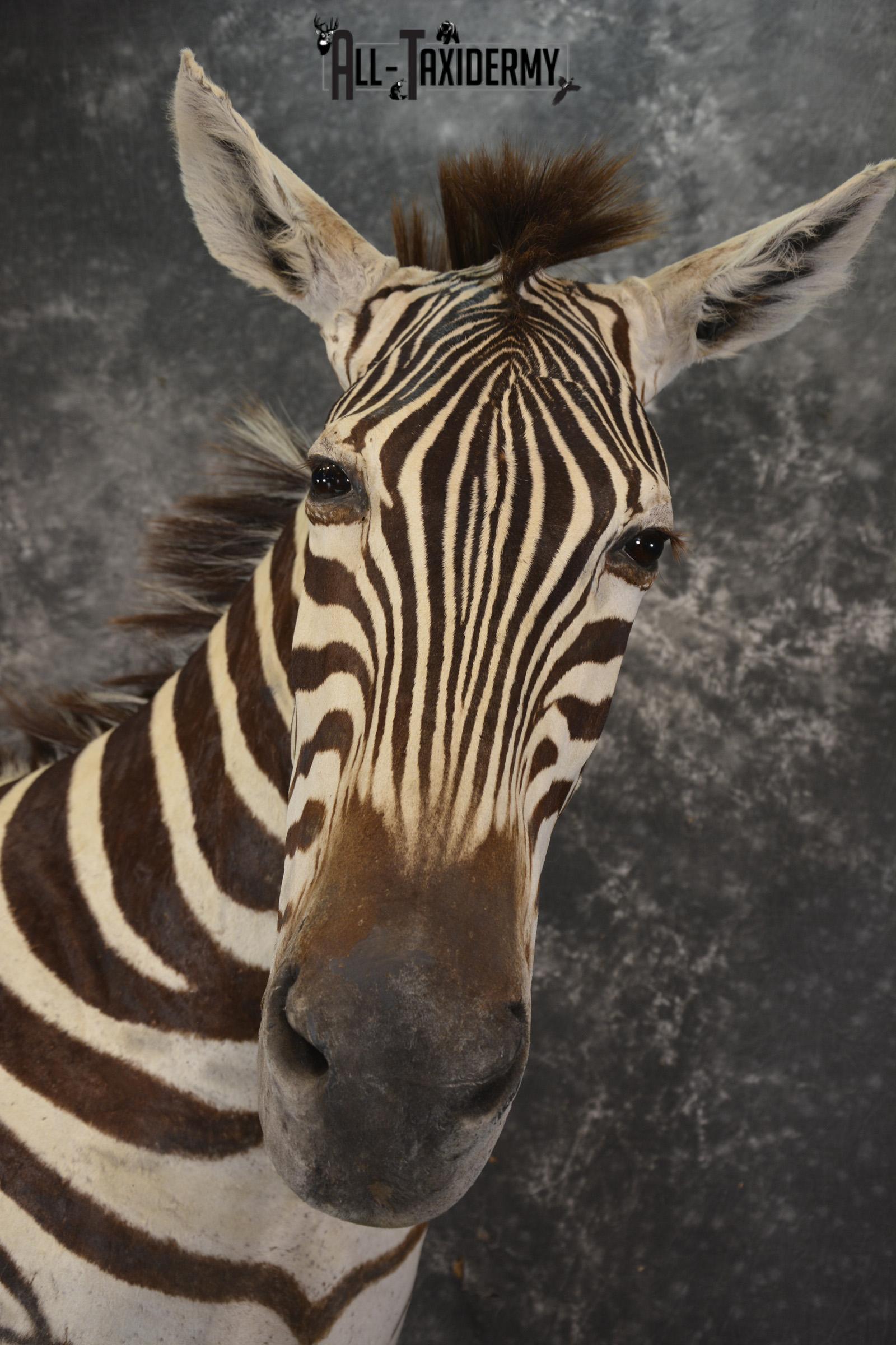 African Zebra pedestal taxidermy shoulder mount for sale SKU 2110 - Image 2
