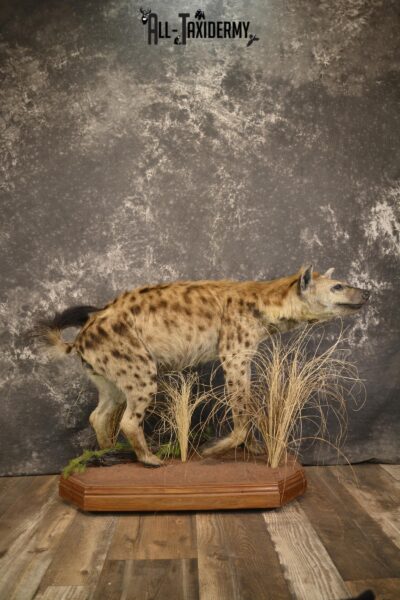 XL African Spotted Hyena taxidermy mount for sale SKU 2121