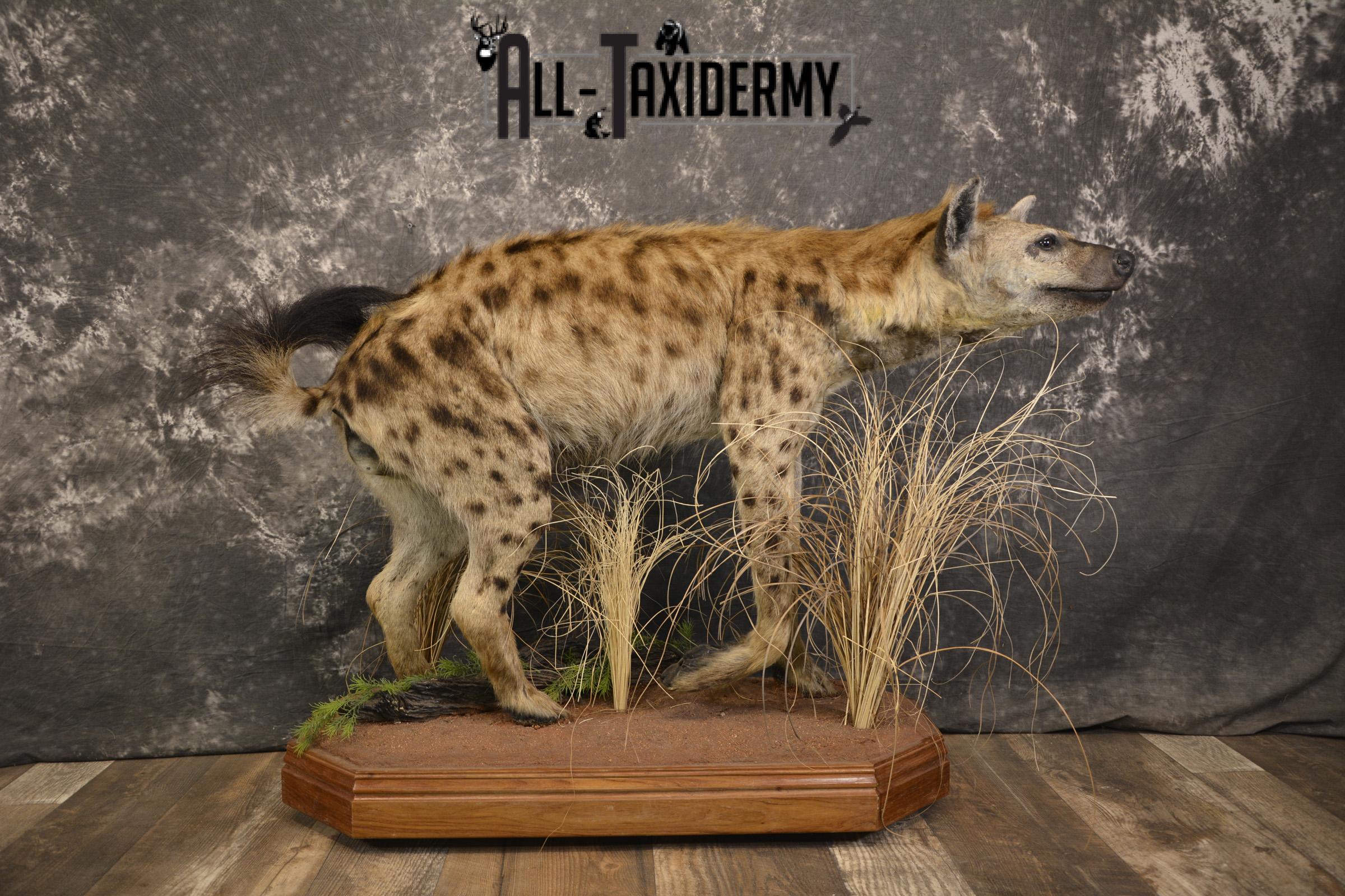 XL African Spotted Hyena taxidermy mount for sale SKU 2121 - Image 10