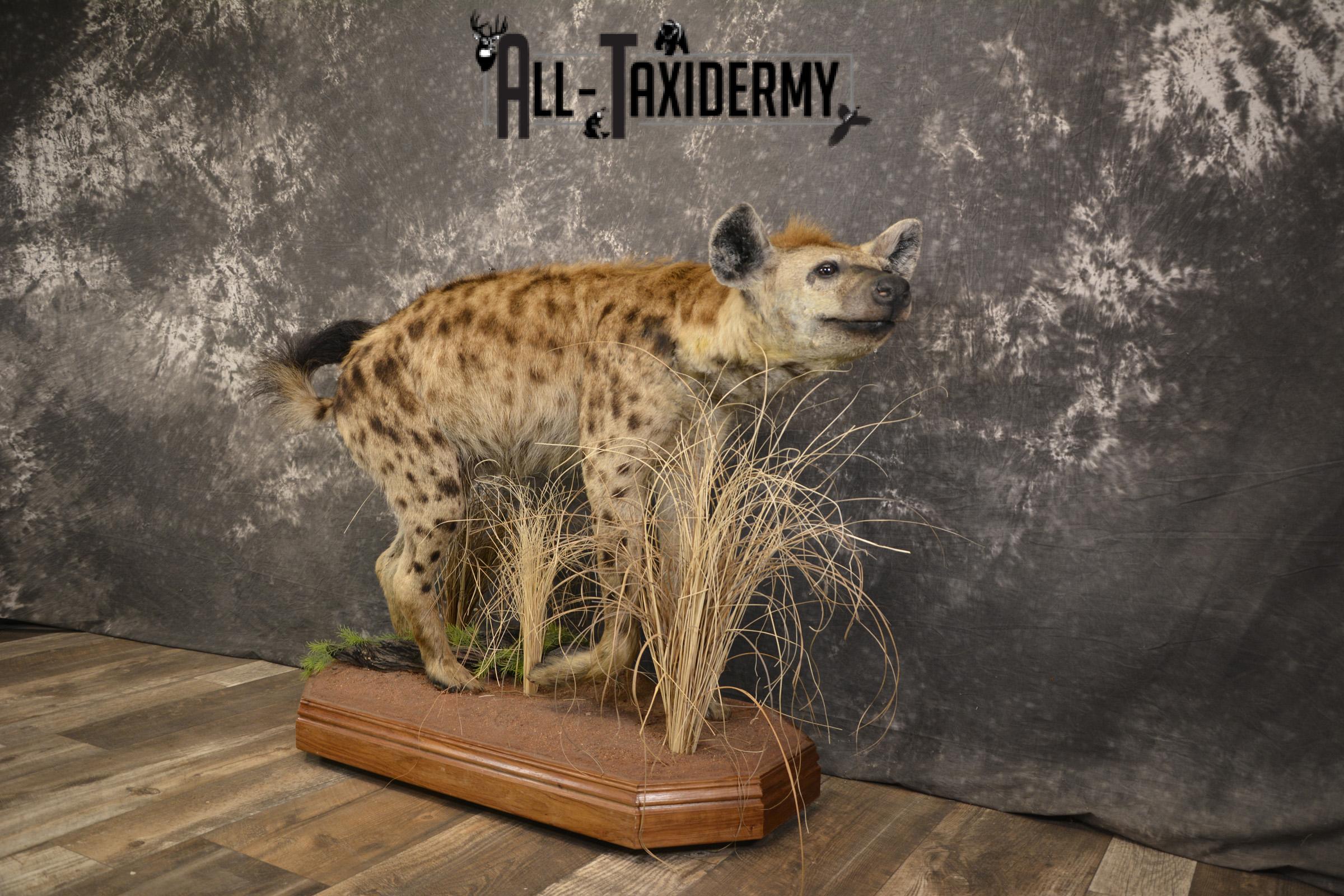 XL African Spotted Hyena taxidermy mount for sale SKU 2121 - Image 9