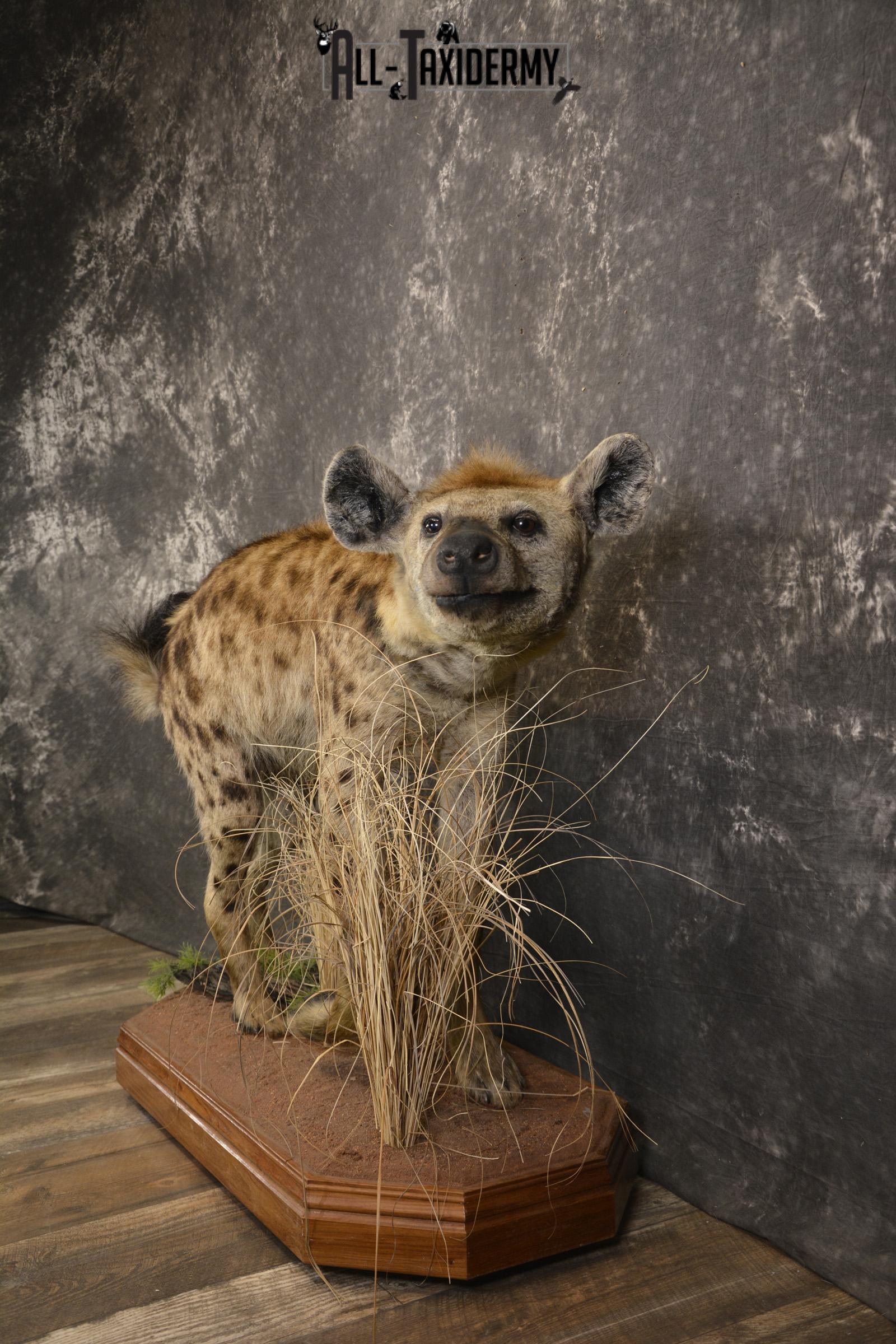 XL African Spotted Hyena taxidermy mount for sale SKU 2121 - Image 8