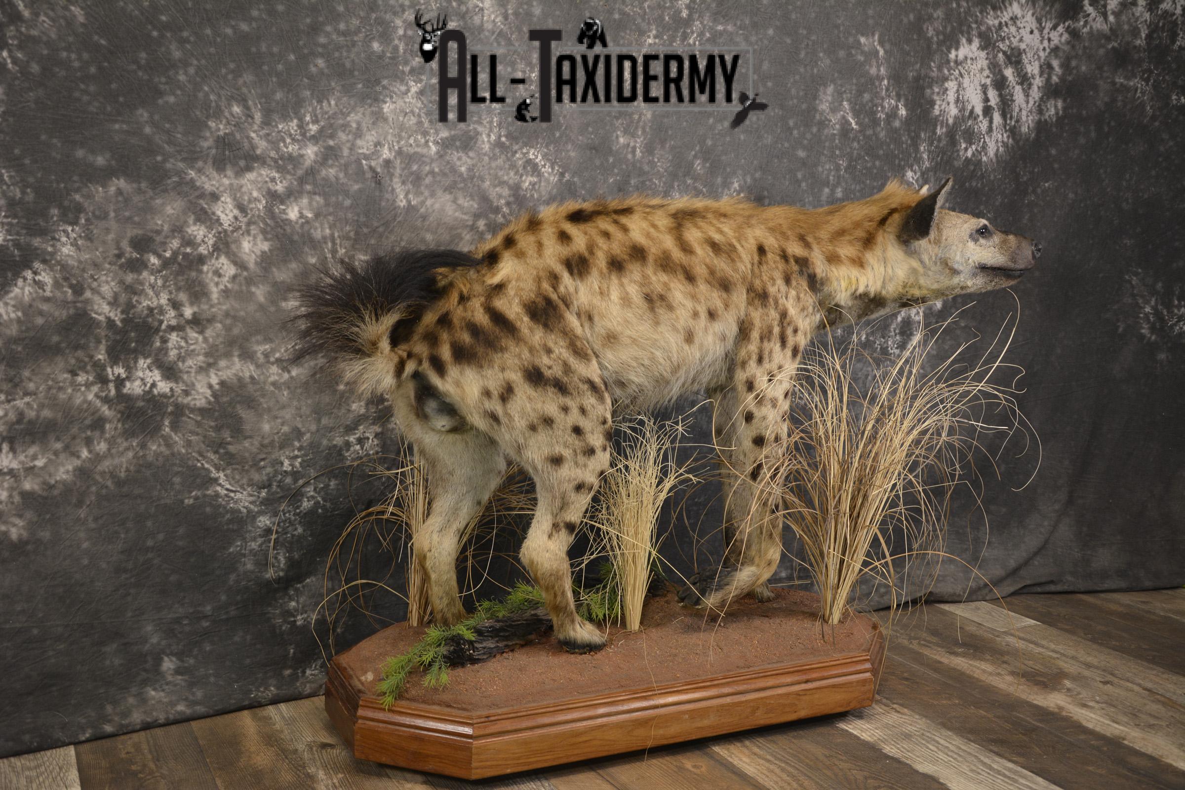 XL African Spotted Hyena taxidermy mount for sale SKU 2121 - Image 7