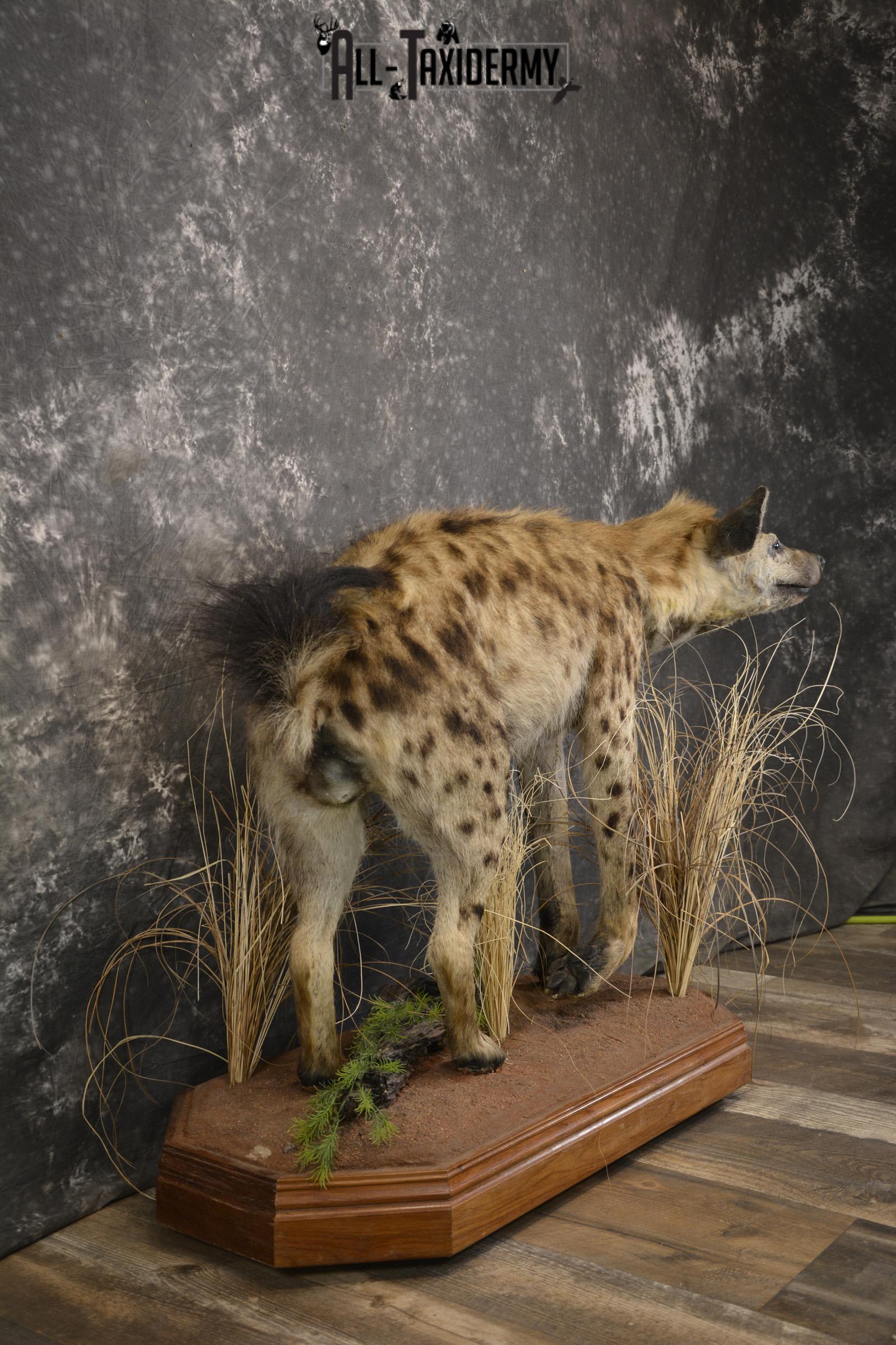 XL African Spotted Hyena taxidermy mount for sale SKU 2121 - Image 6
