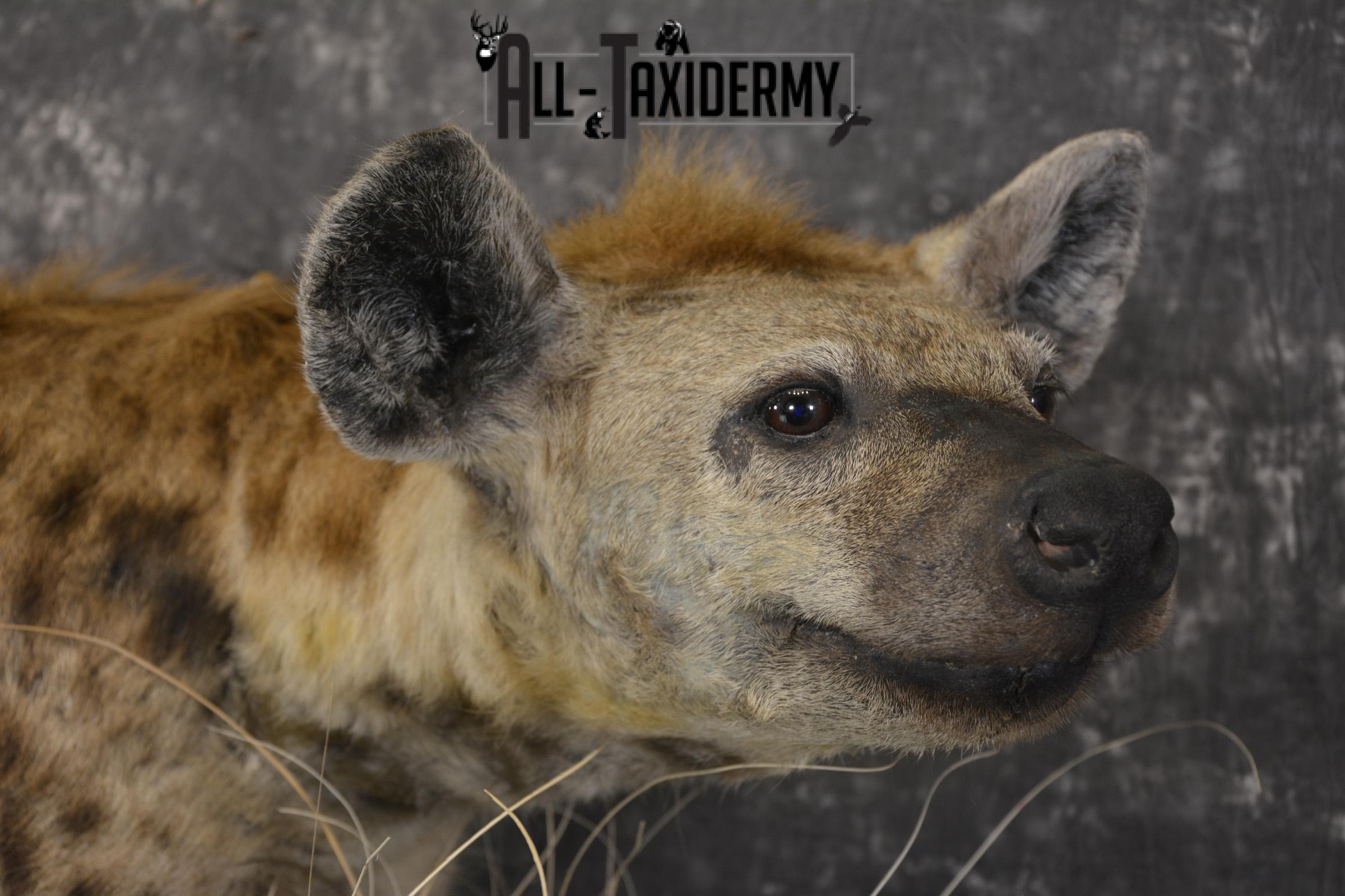 XL African Spotted Hyena taxidermy mount for sale SKU 2121 - Image 5